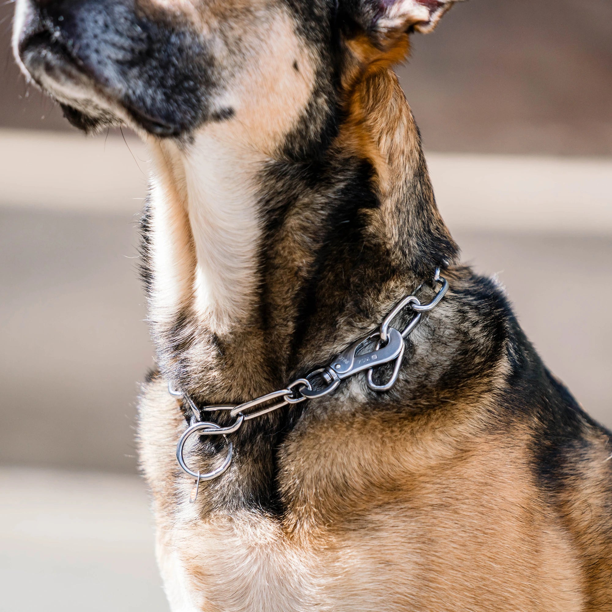 Billd von Langgliedkette mit Haken und Ring aus Edelstahl am Malinois