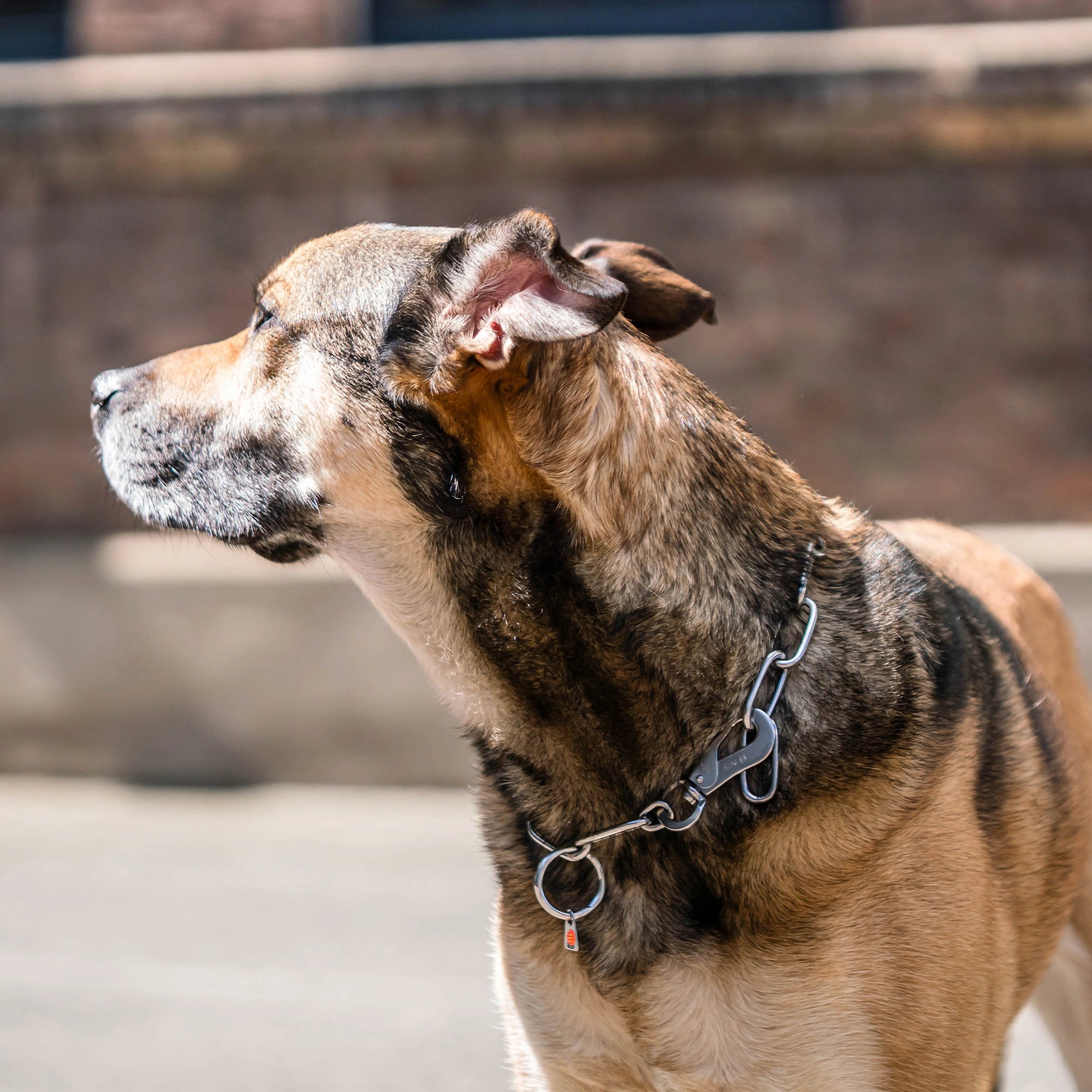 Billd von Langgliedkette mit Haken und Ring aus Edelstahl am Malinois