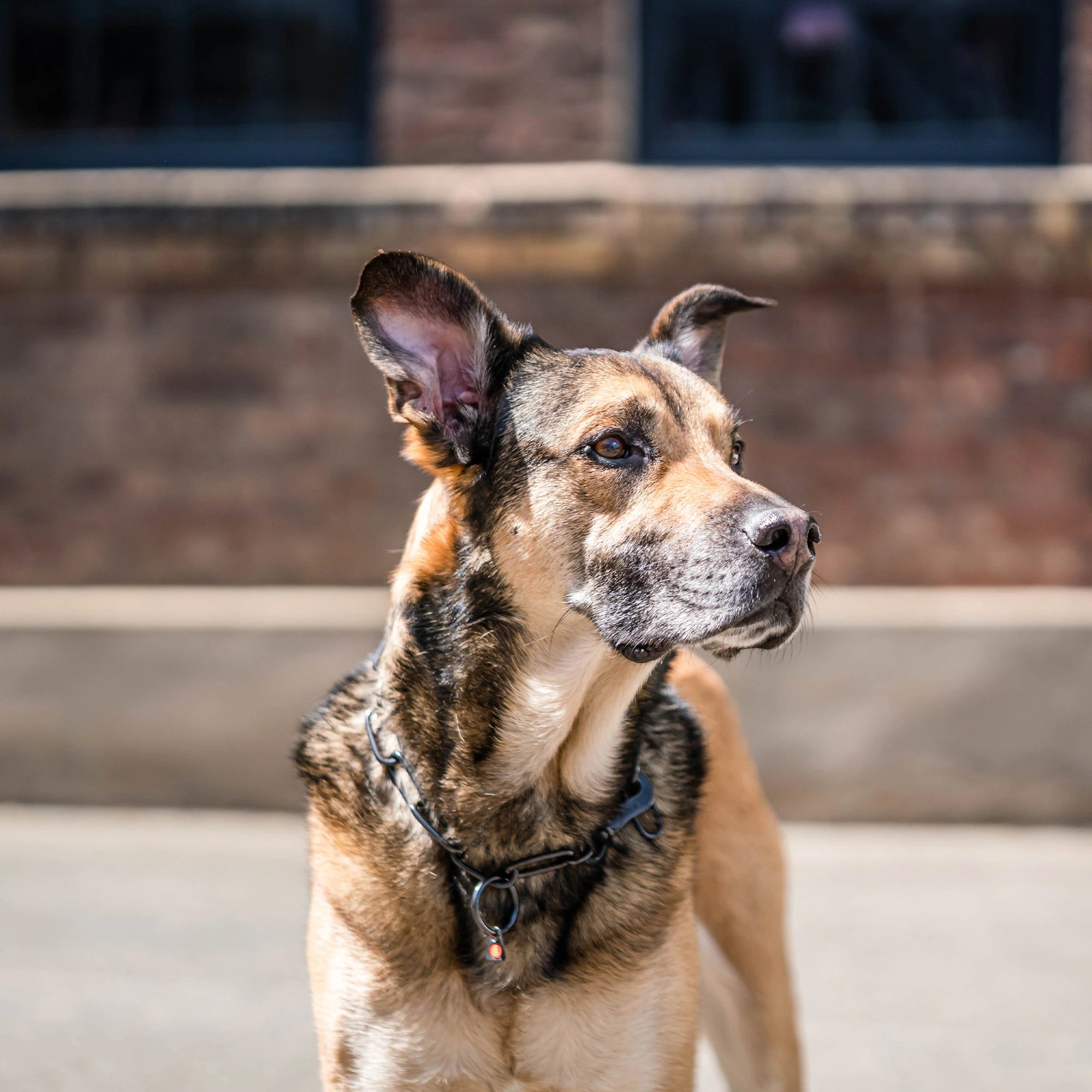 Bild von schwarzer Langgliedkette mit Haken am Malinois