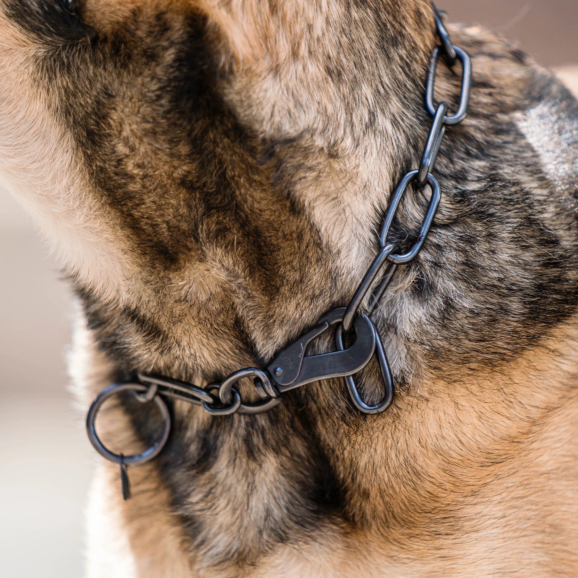 Detailbild von schwarzer Langgliedkette mit Haken am Malinois