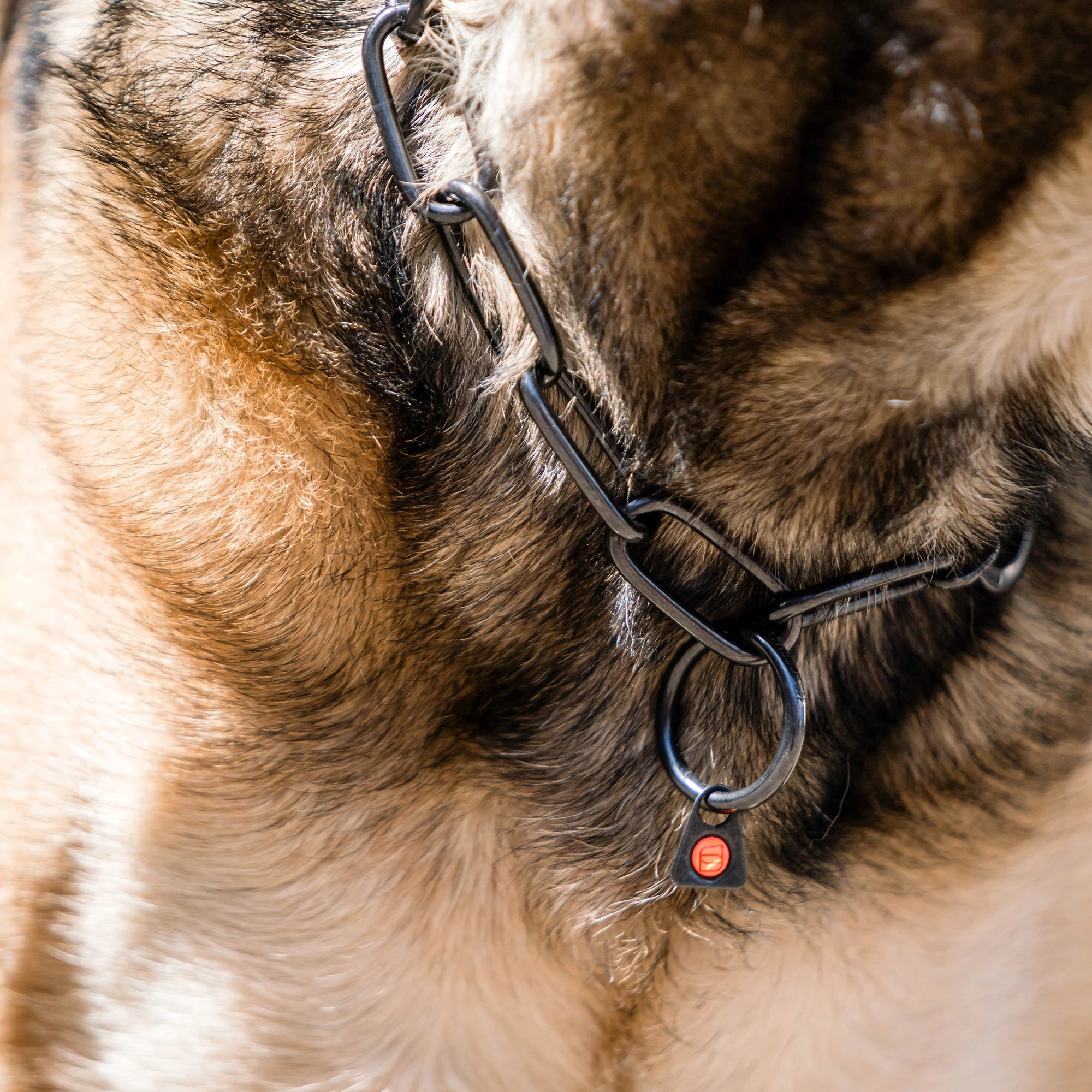Detailbild von schwarzer Langgliedkette mit Haken und Ring am Malinois