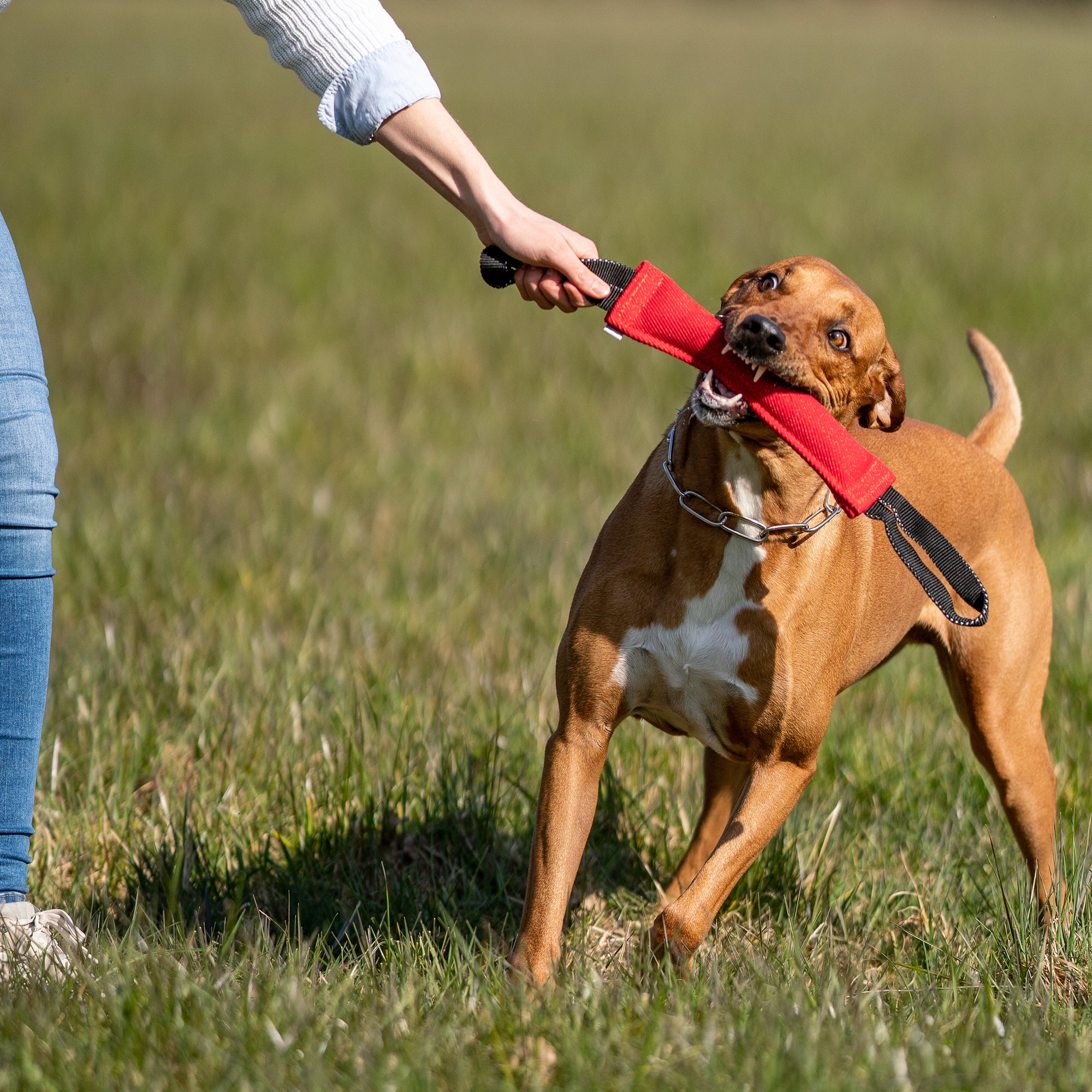 Hund mit langgliedrigen Edelstahl Kettenhalsband und roten Baumwoll Bringsel auf der Wiese