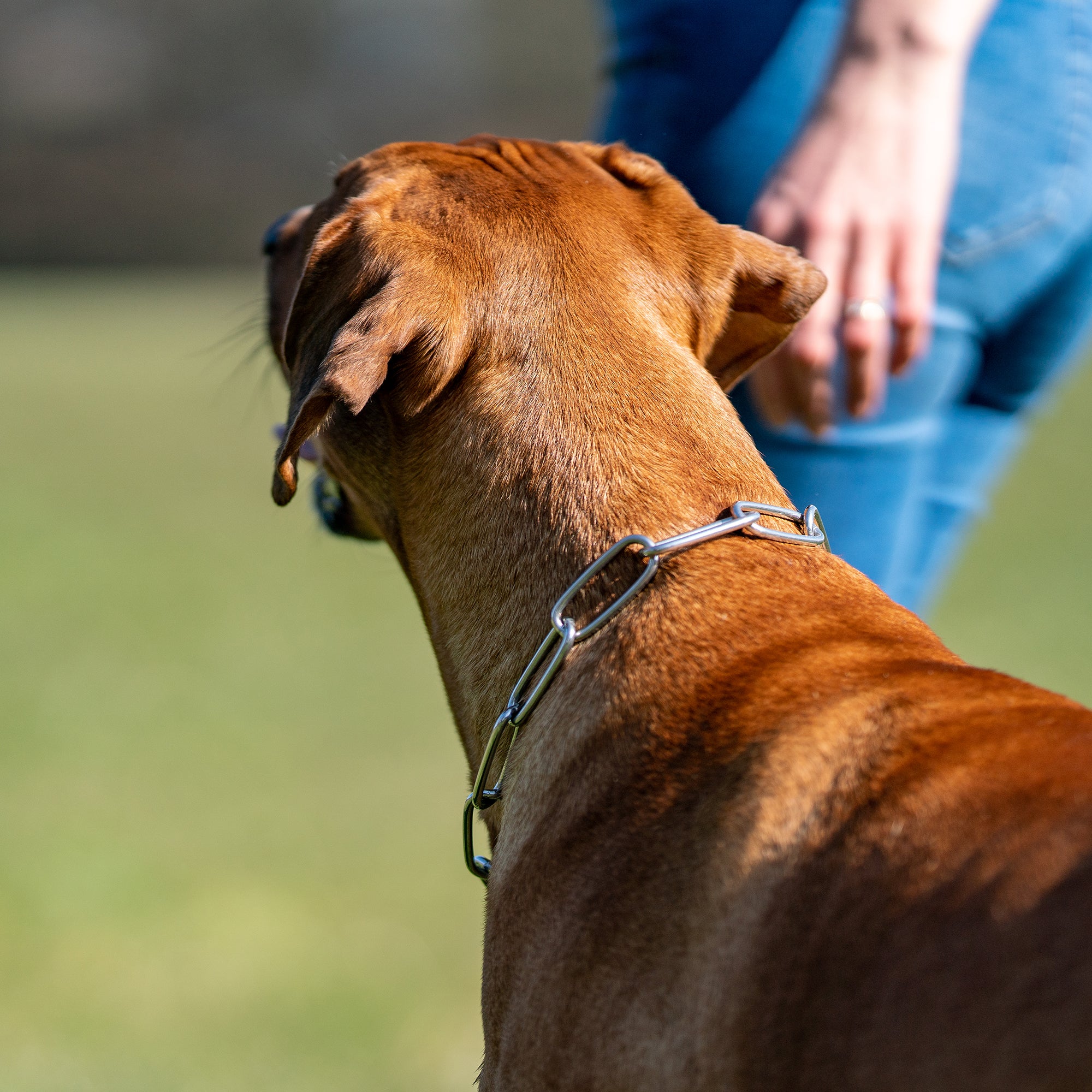 Hund mit langgliedrigen Edelstahl Kettenhalsband
