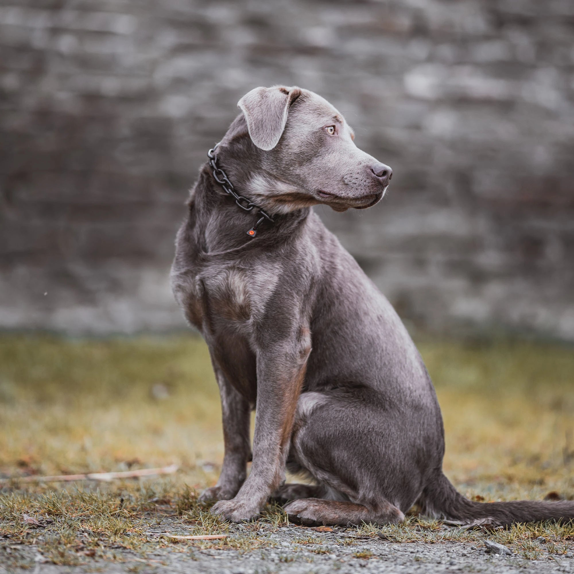 Hund mit Kettenhalsband Edelstahl schwarz, sitzend