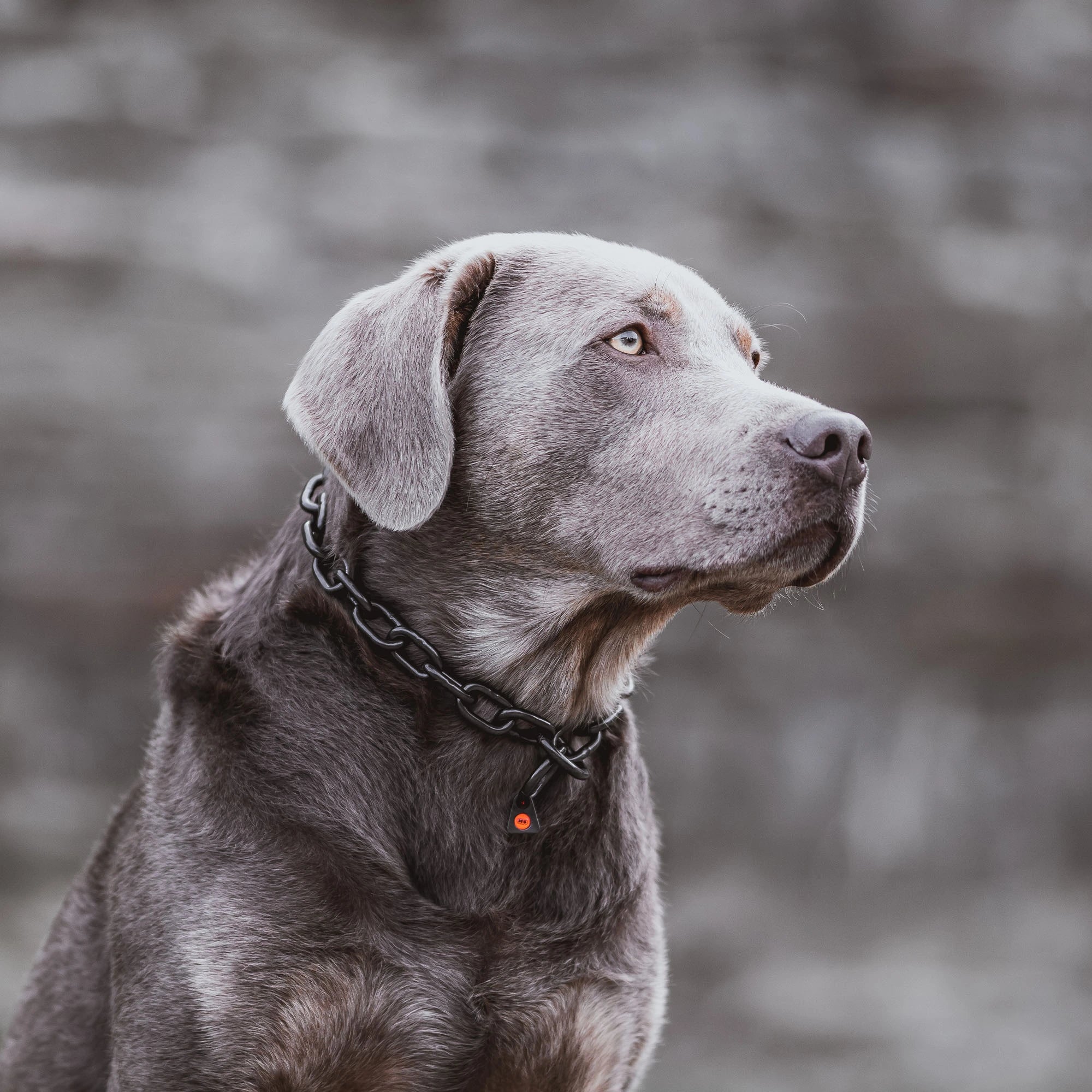 Hund mit Kettenhalsband Edelstahl schwarz