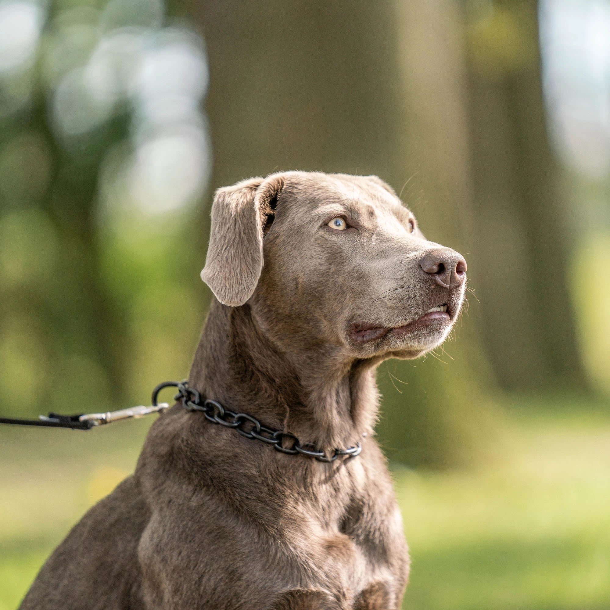 Hund mit Kettenhalsband Edelstahl schwarz an schwarzer Leine