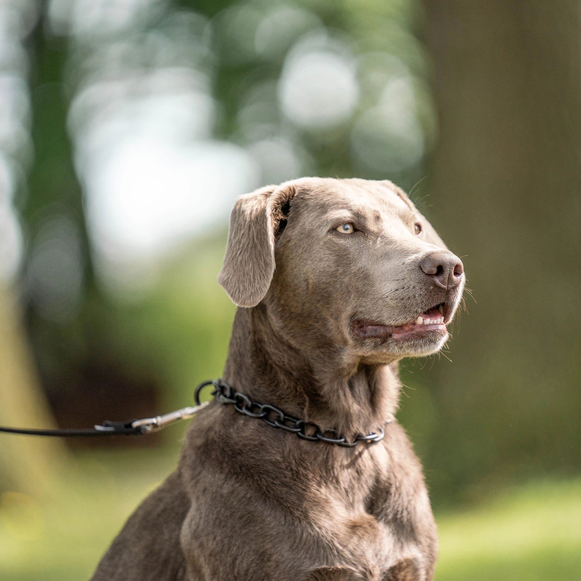Hund mit Kettenhalsband Edelstahl schwarz an schwarzer Leine