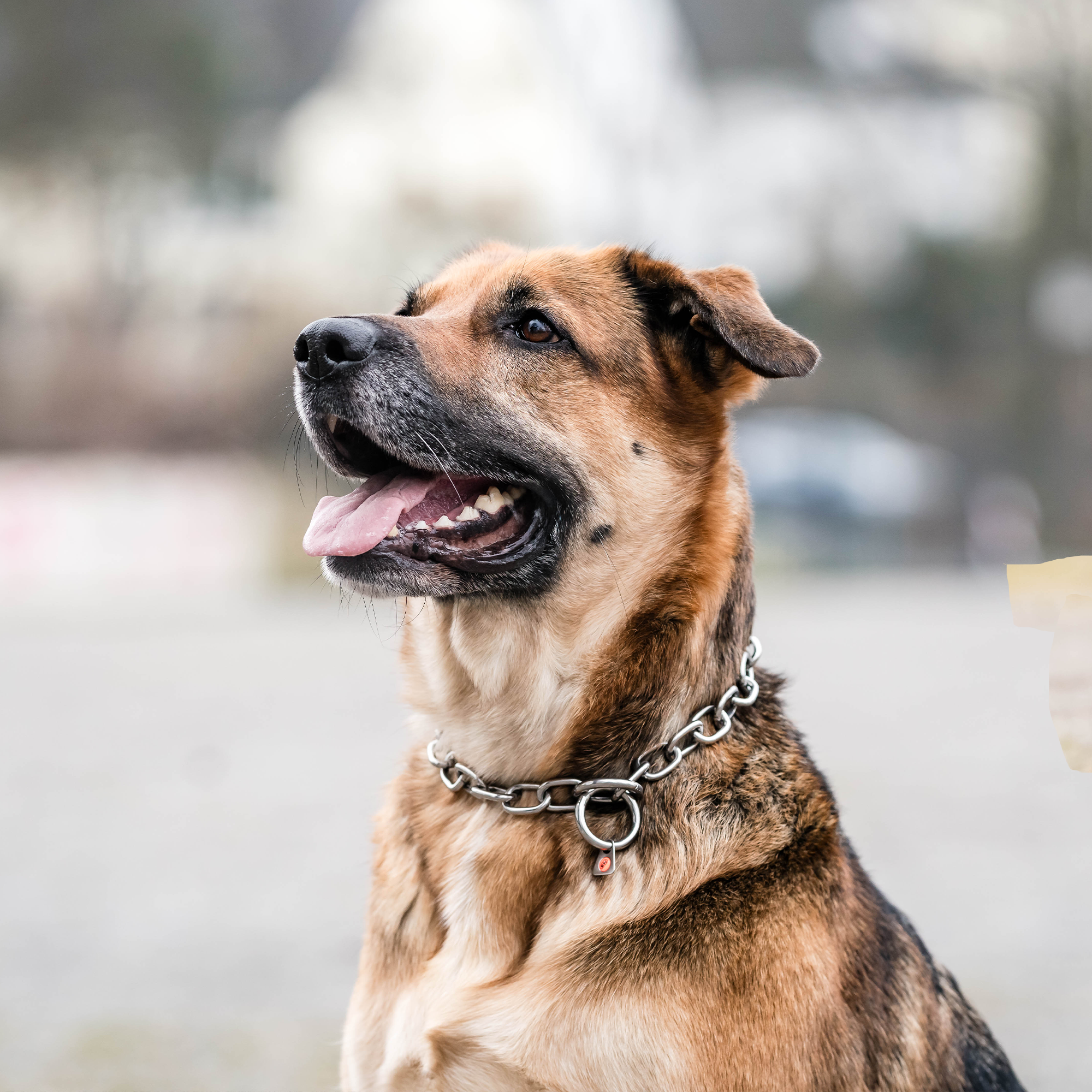 Hund mit Edelstahl Kettenhalsband