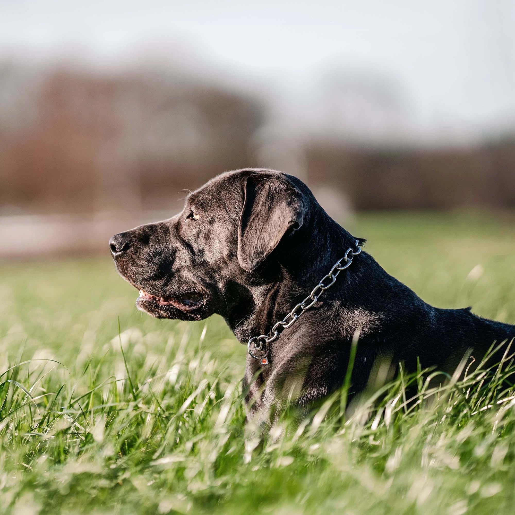 schwarzer Hund mit Edelstahl Kettenhalsband auf der Wiese liegend