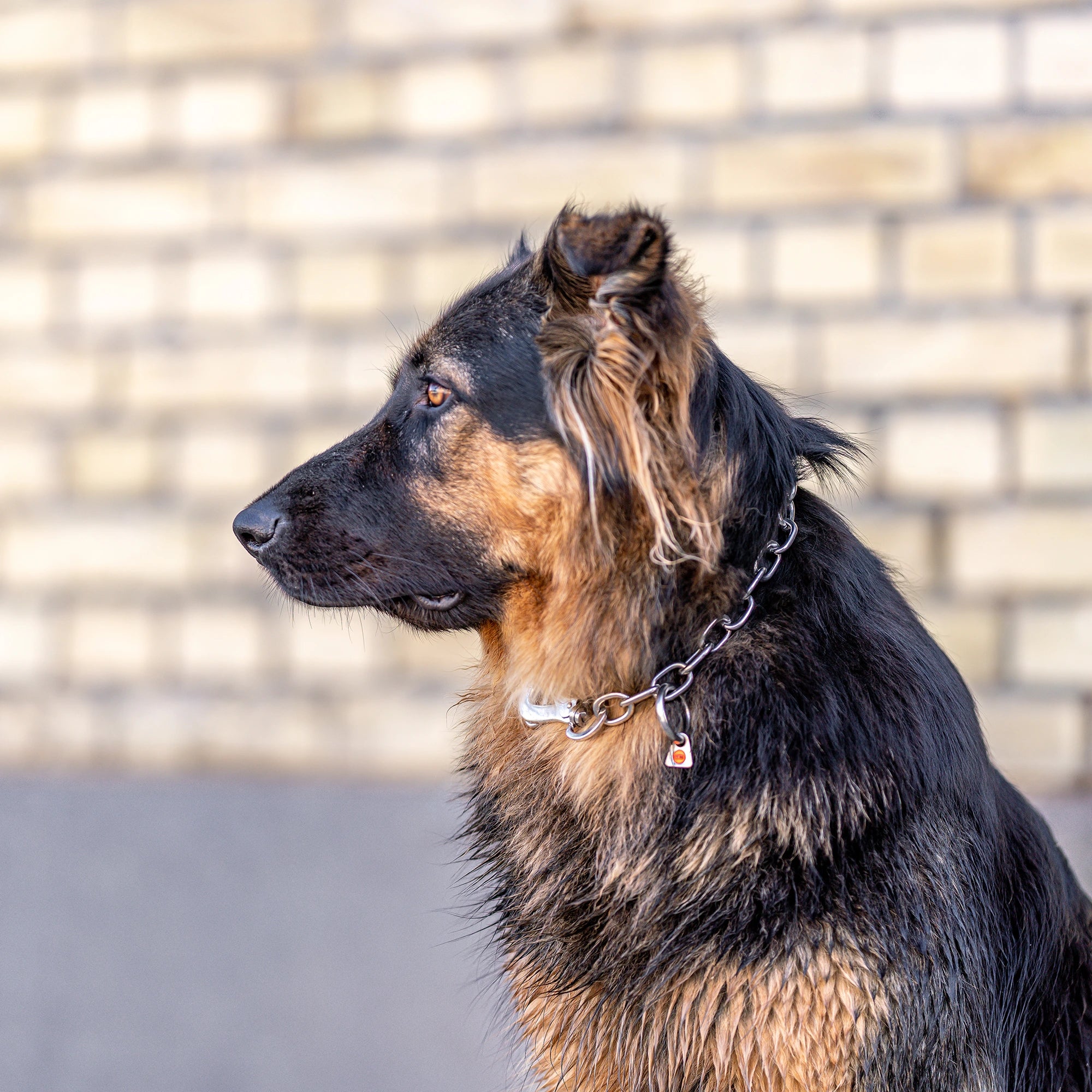 Hund mit Edelstahl Kettenhalsband mit Haken