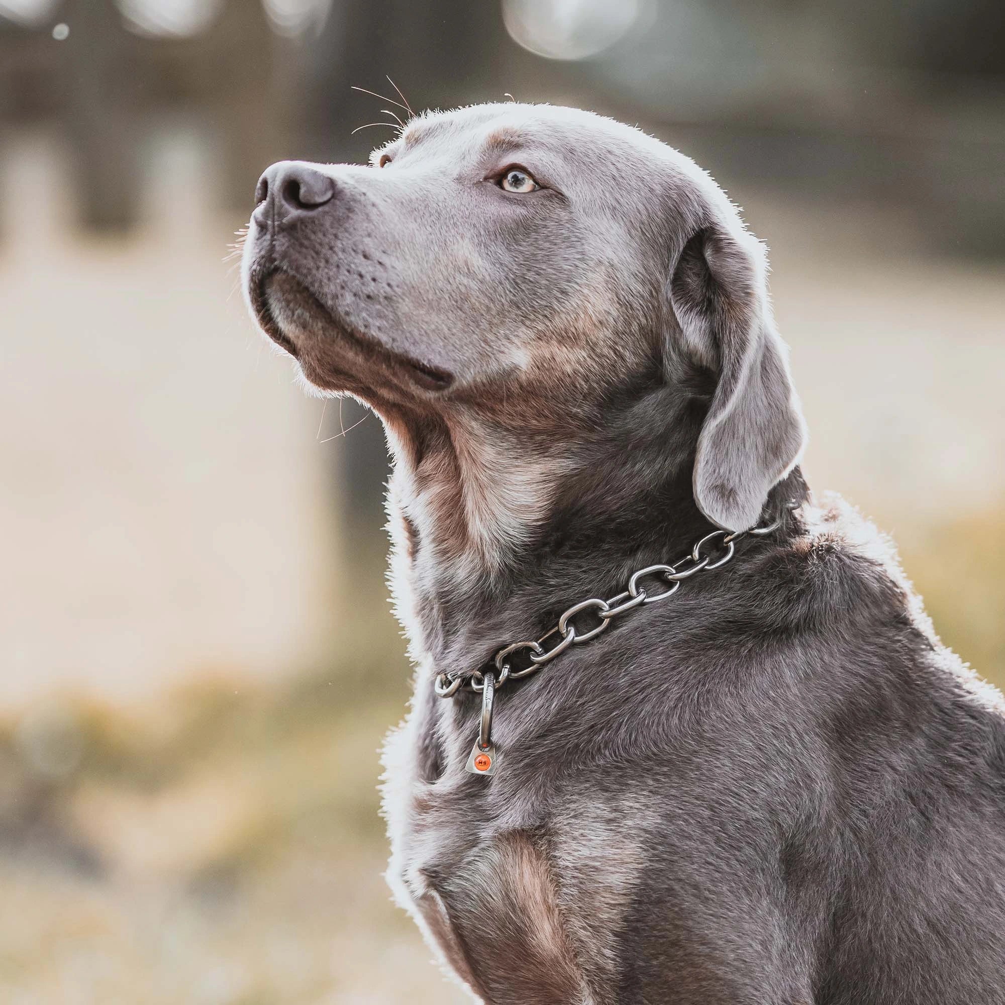 Hund mit Edelstahl Kettenhalsband