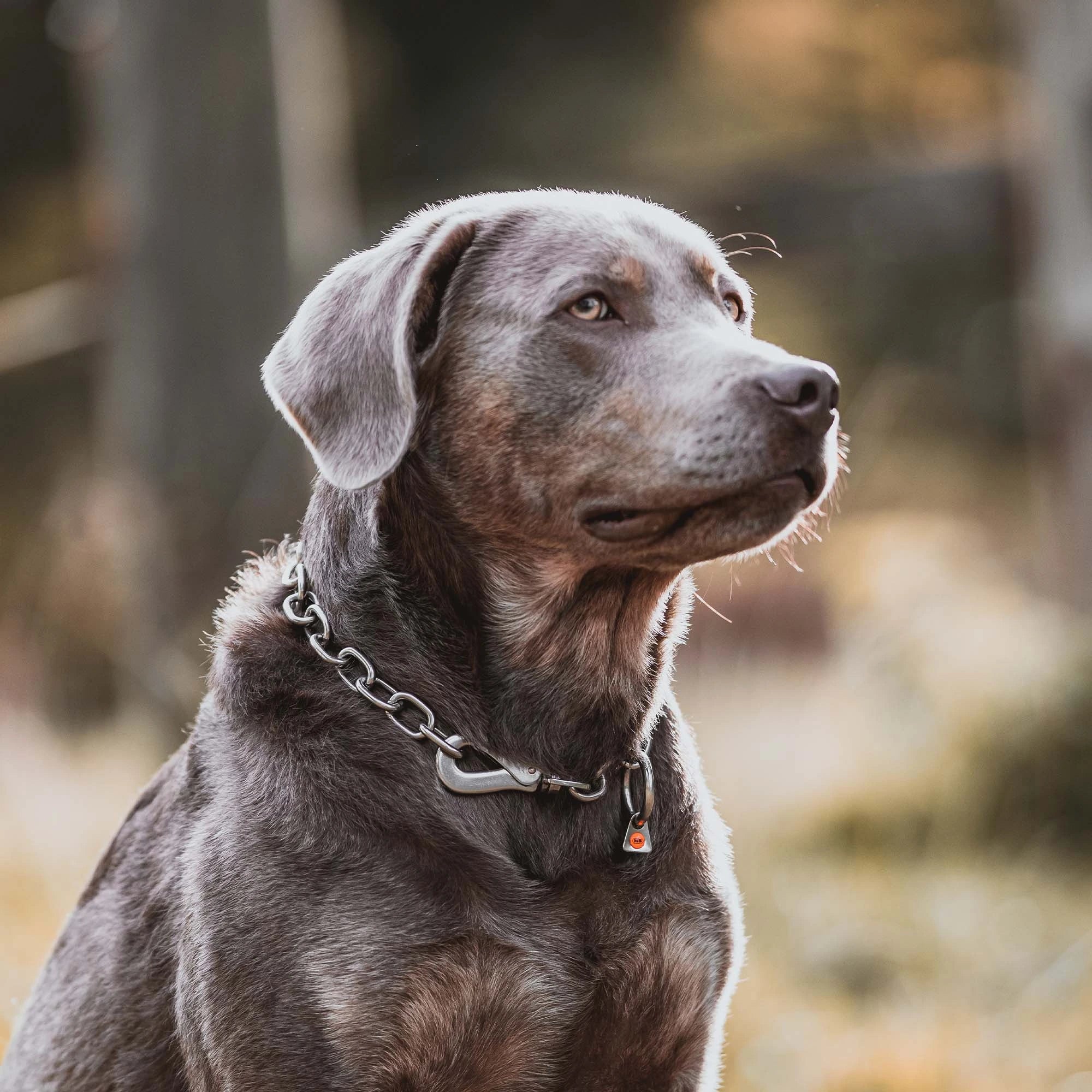 Hund mit Edelstahl Kettenhalsband mit Haken