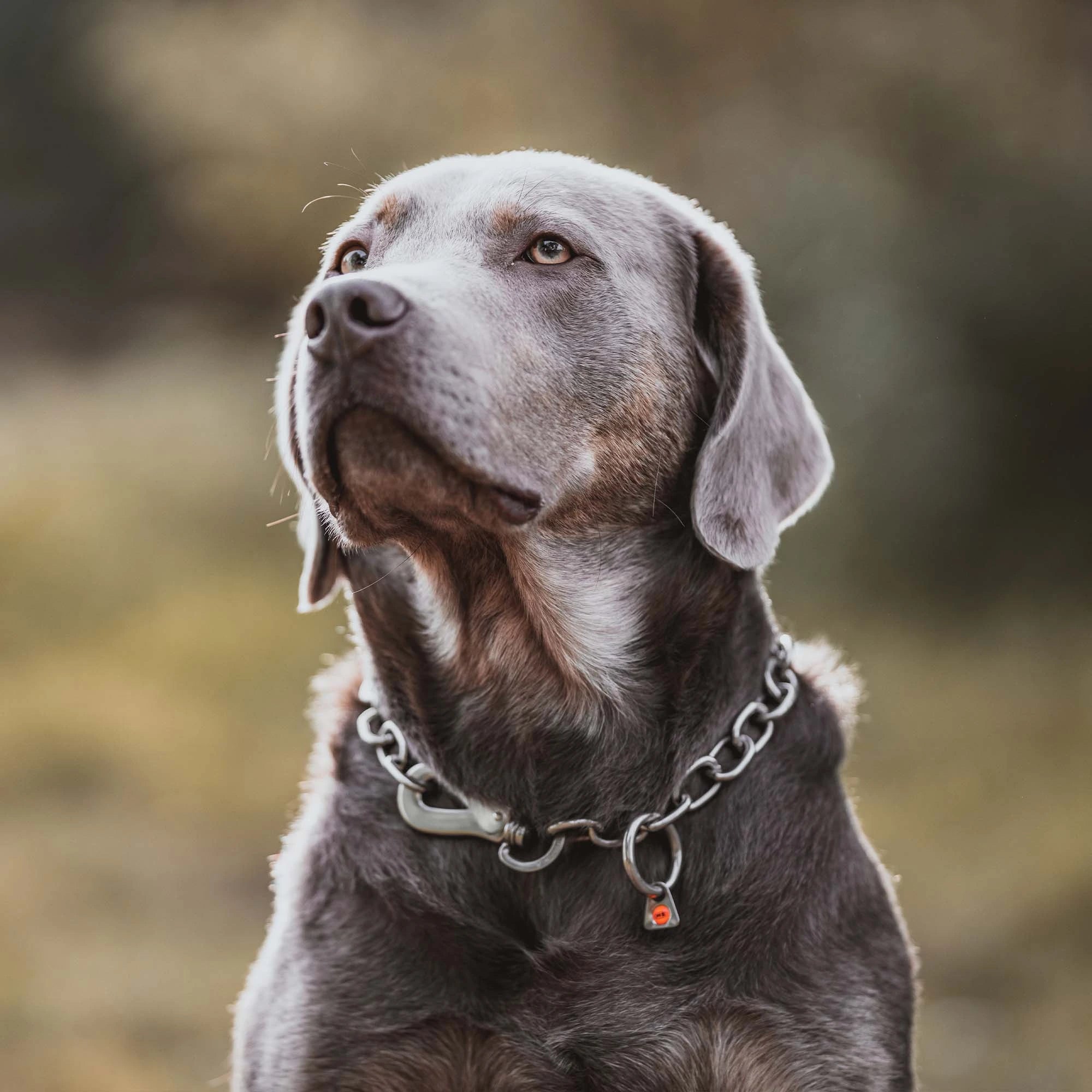 Hund mit Edelstahl Kettenhalsband mit Haken