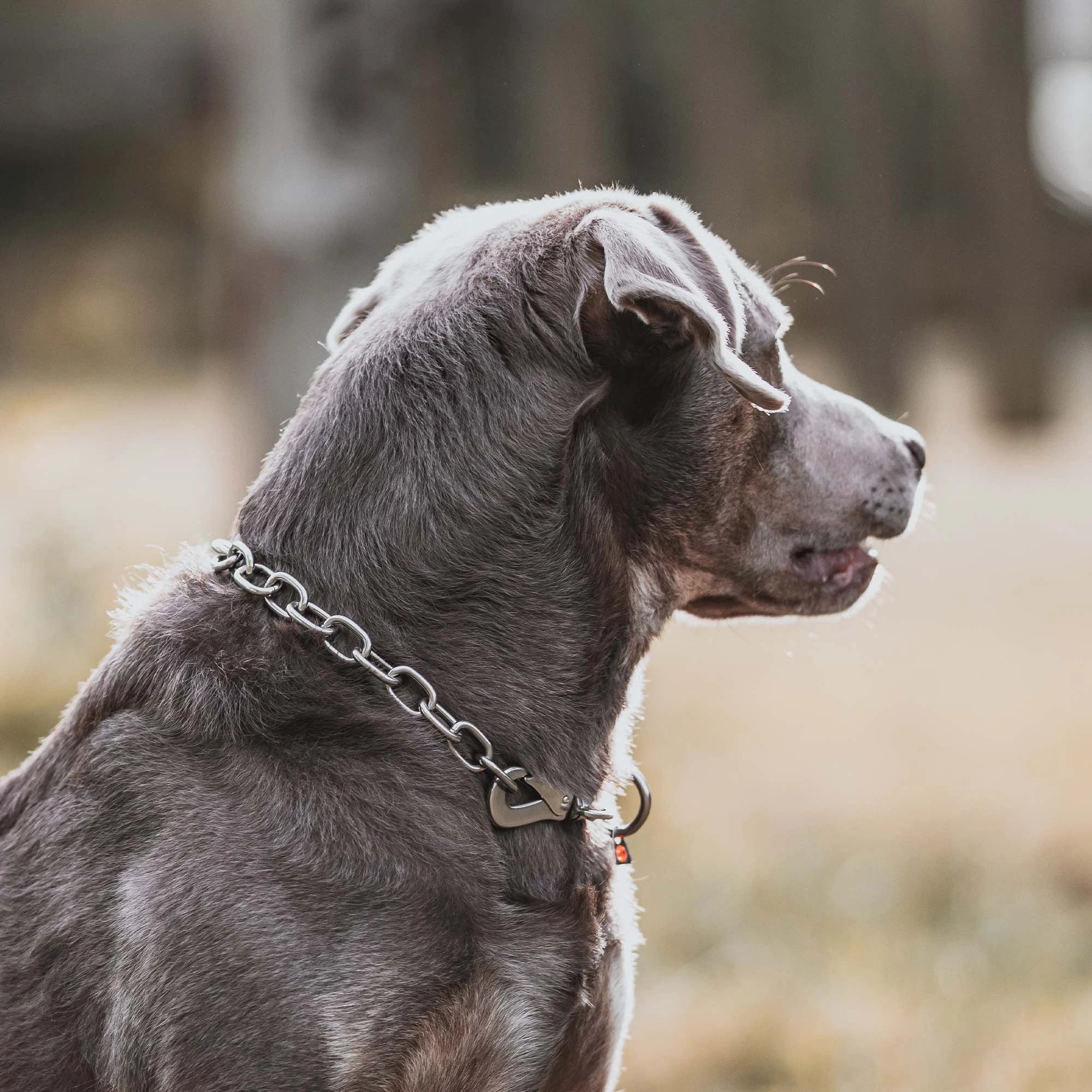Hund mit Edelstahl Kettenhalsband mit Haken