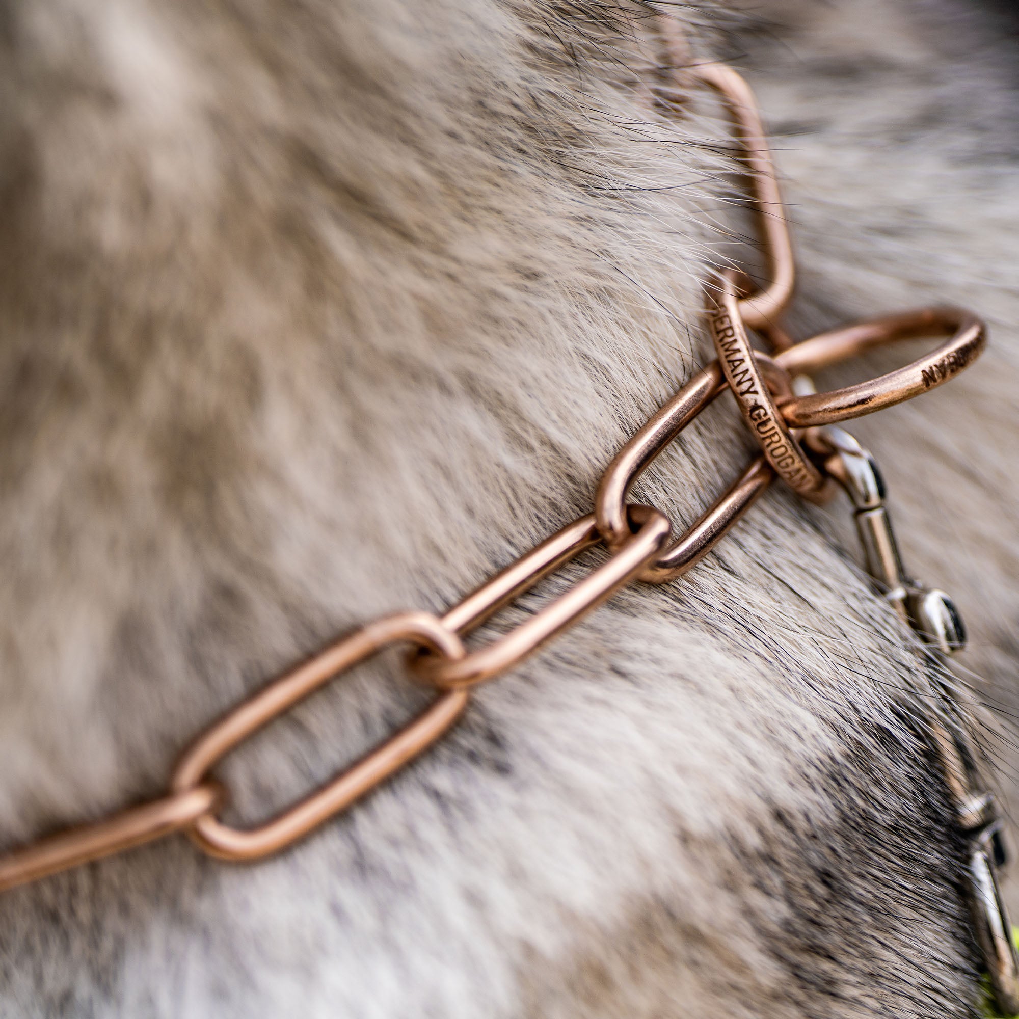 Nahaufnahme Curogan Kettenhalsband am Hund