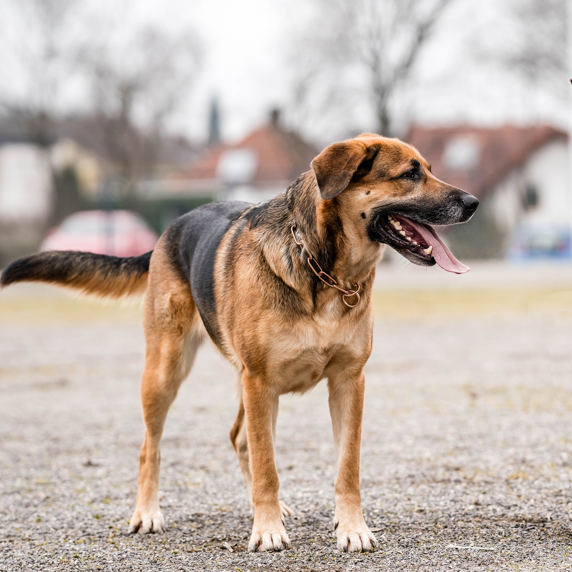 Hund mit Curogan Kettenhalsband
