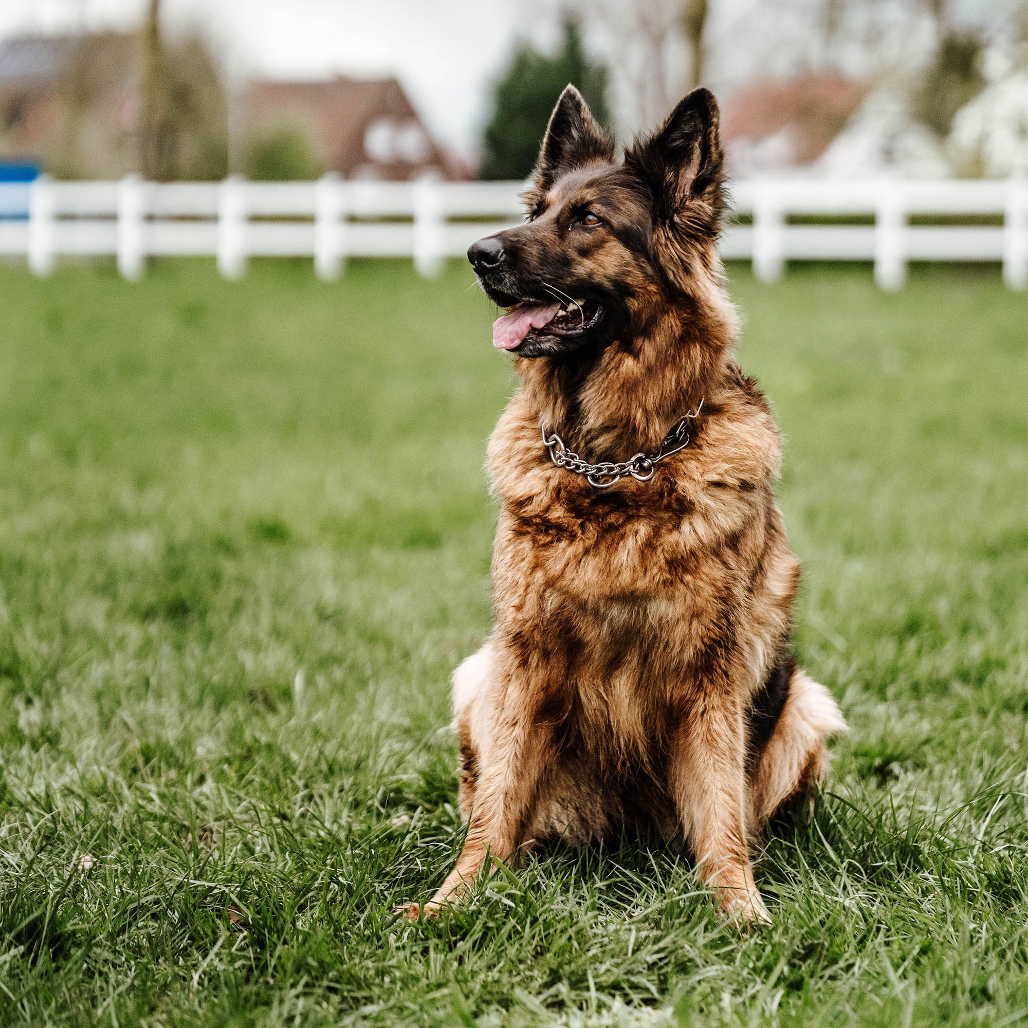 Hund mit verstellbaren Edelstahl Kettenhalsband auf der Wiese sitzend