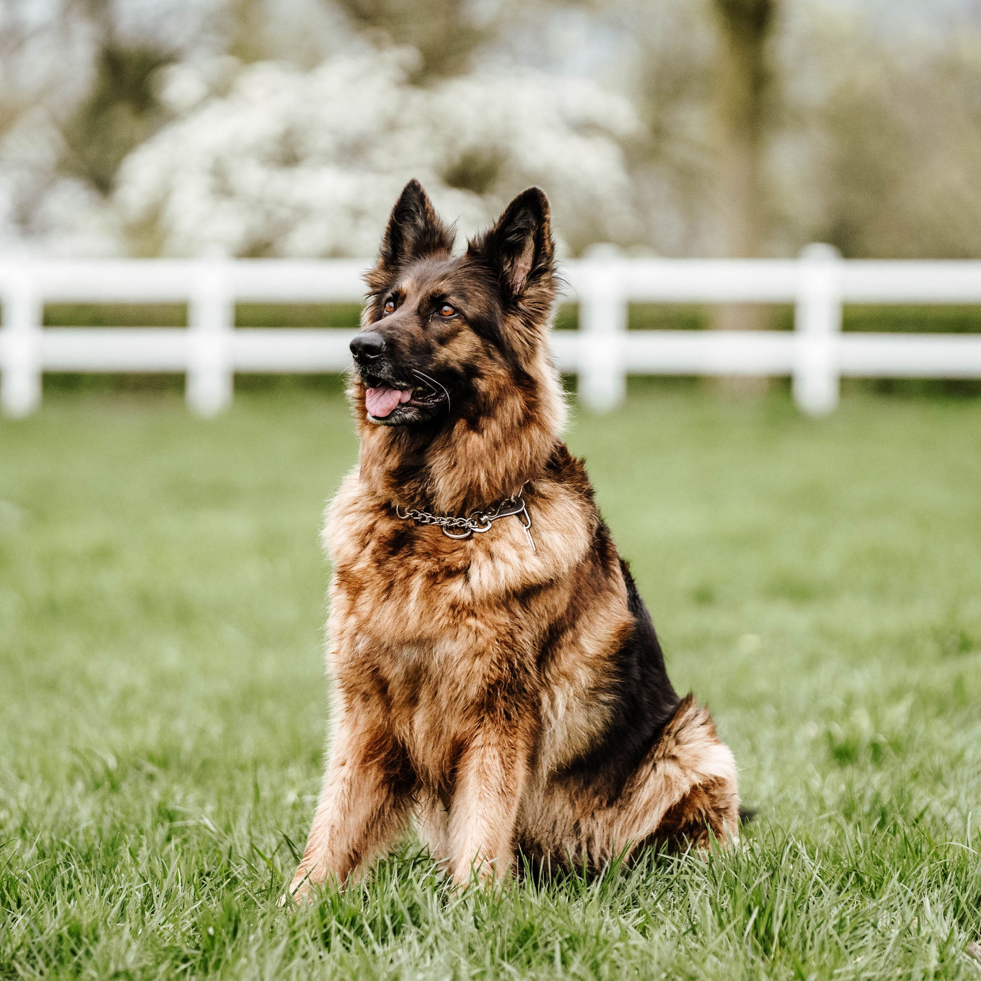 Hund mit verstellbaren Edelstahl Kettenhalsband auf der Wiese sitzend