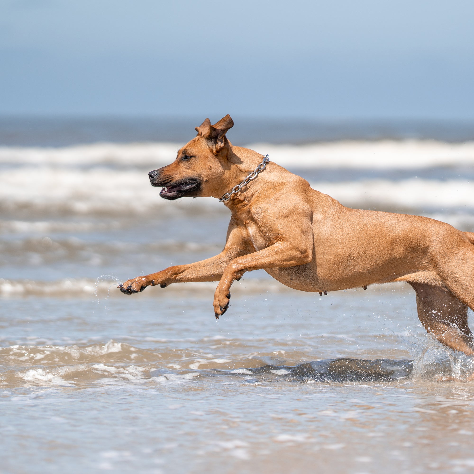 Hund mit Edelstahl Kettenhalsband am Strand durchs Wasser laufend
