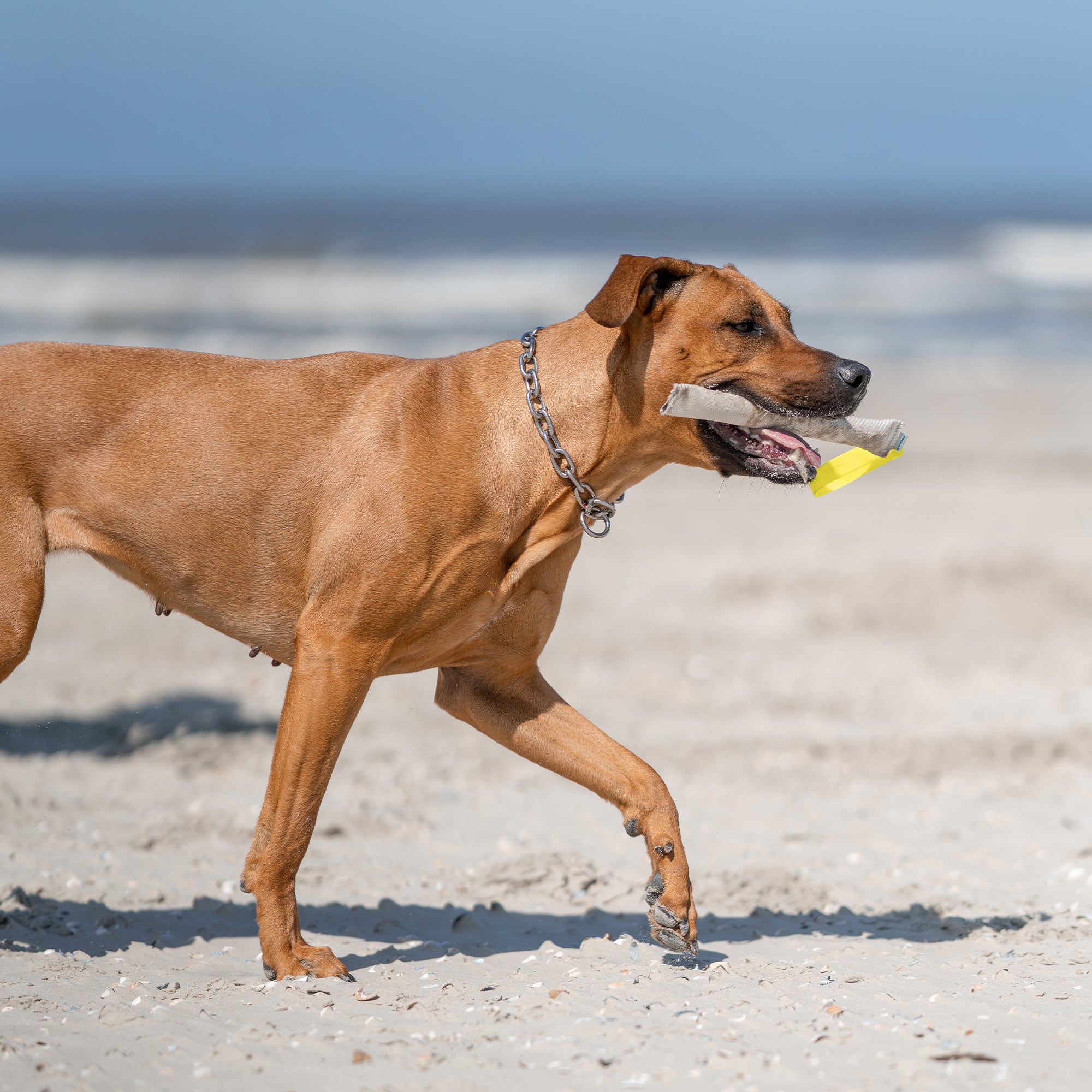 Hund mit Edelstahl Kettenhalsband und Feuerwehrchlauch Bringsel am Strand