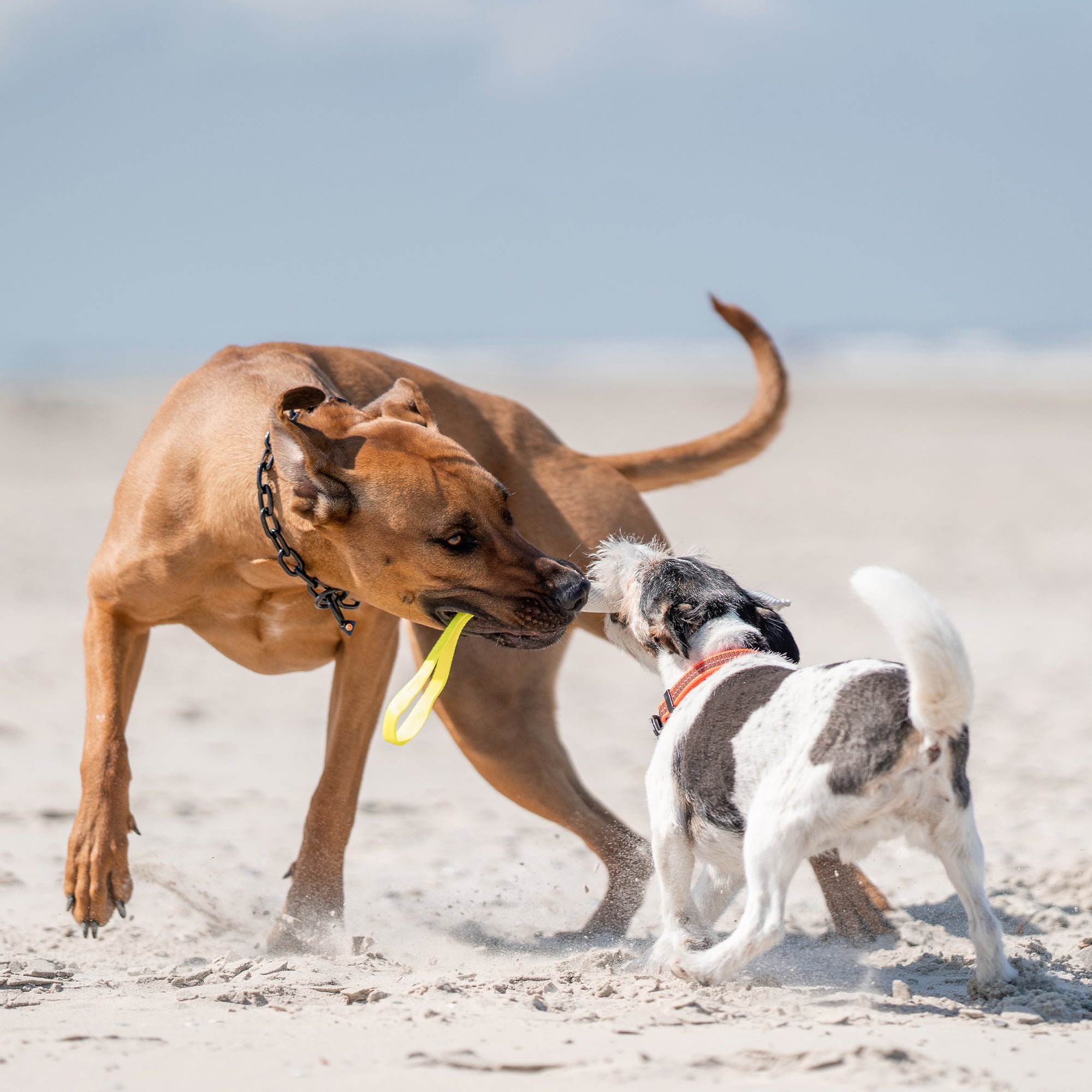 Hunde mit Feuerwehschlauch Bringsel am Strand spielend