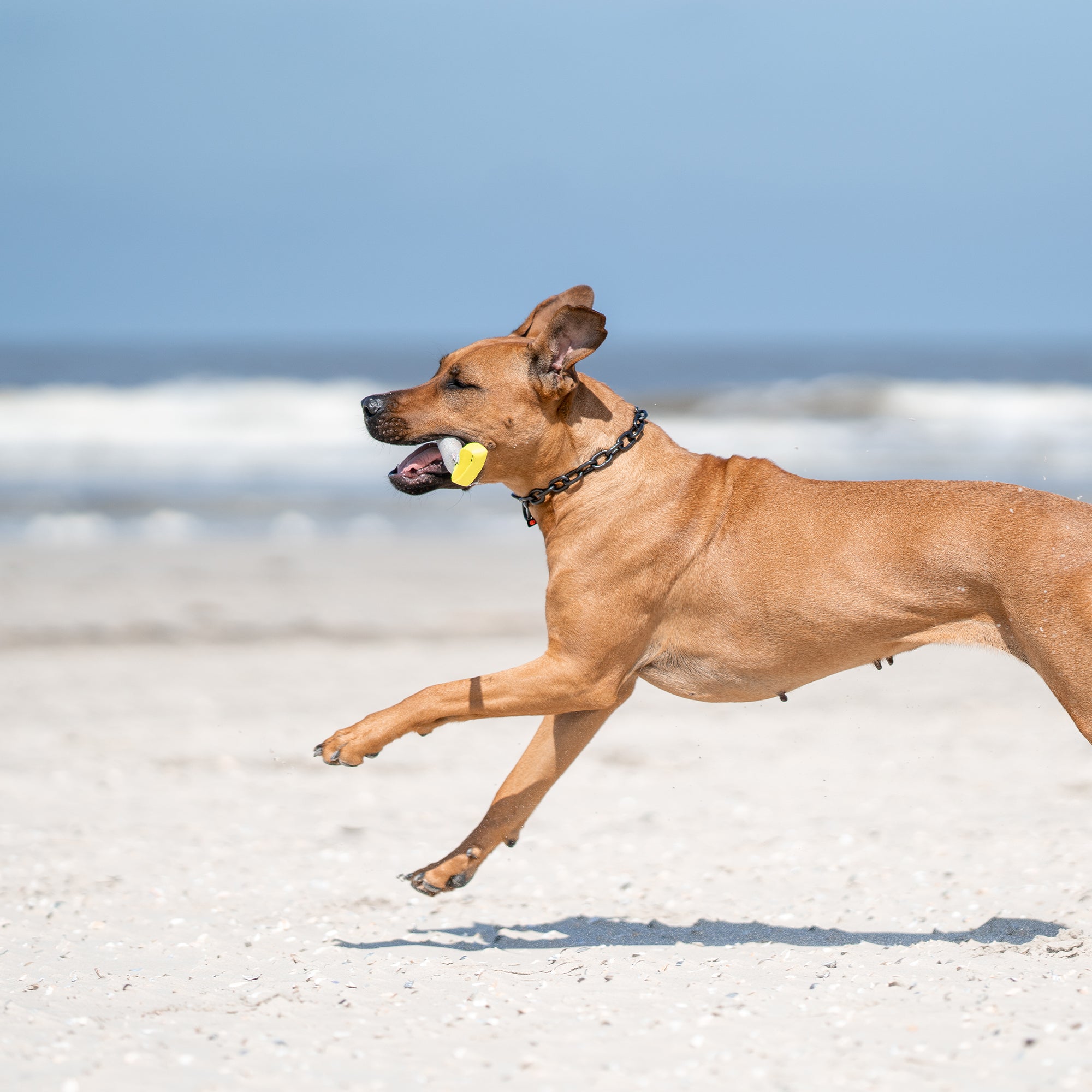 Hund mit Fuerwehrschlauch Bringsel am Strand