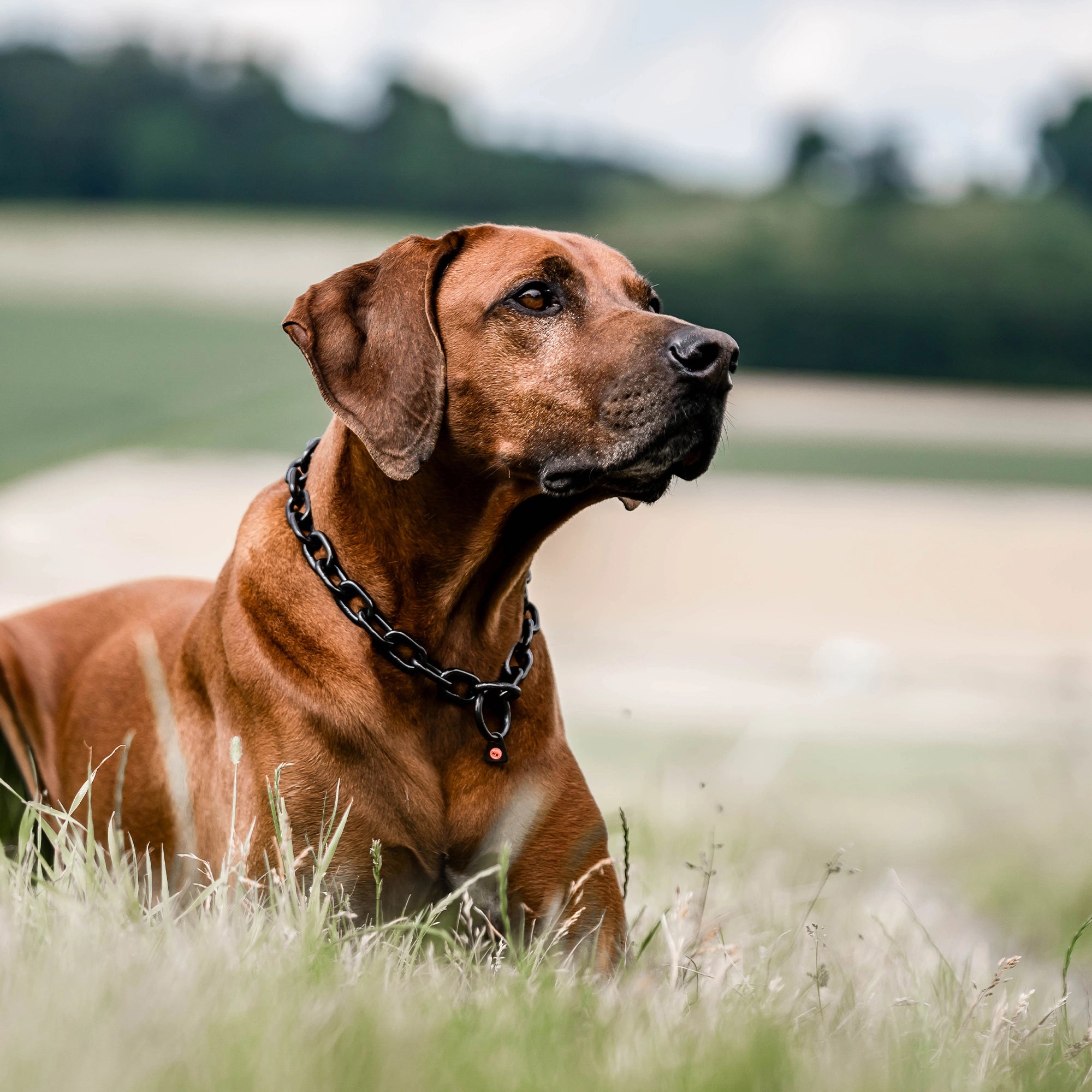 Hund mit Kettenhalsband Edelstahl schwarz auf der Wiese liegend