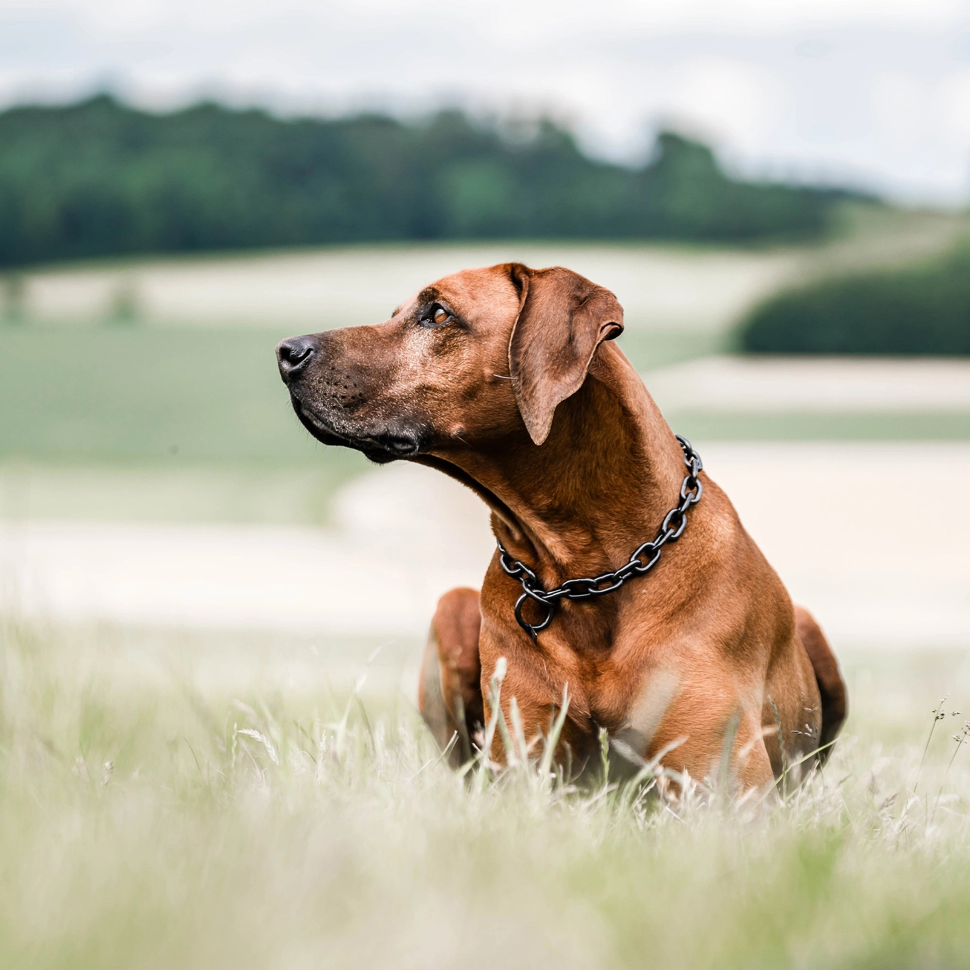 Hund mit Kettenhalsband schwarz auf der Wiese liegend