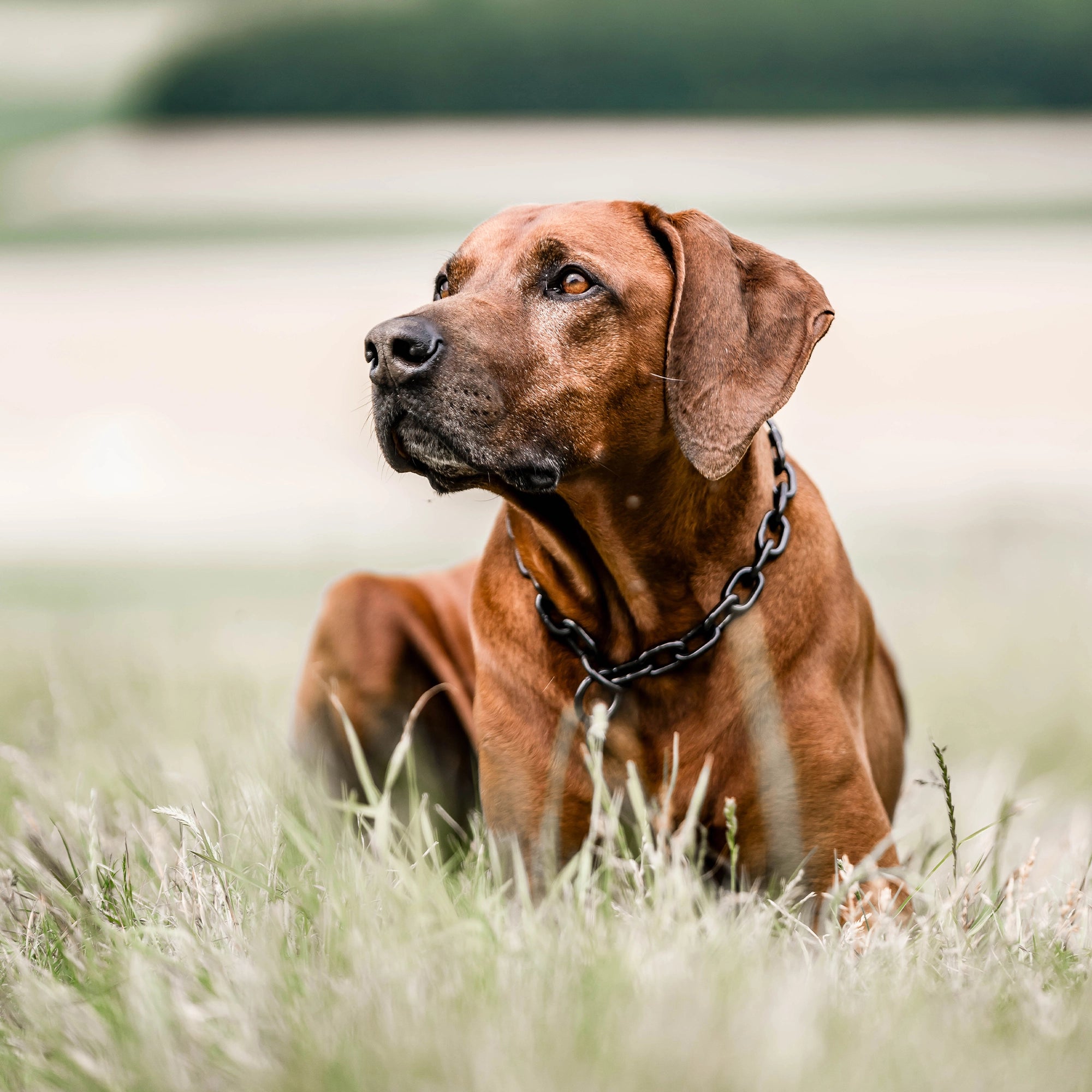 Hund mit Kettenhalsband Edelstahl schwarz auf der Wiese liegend