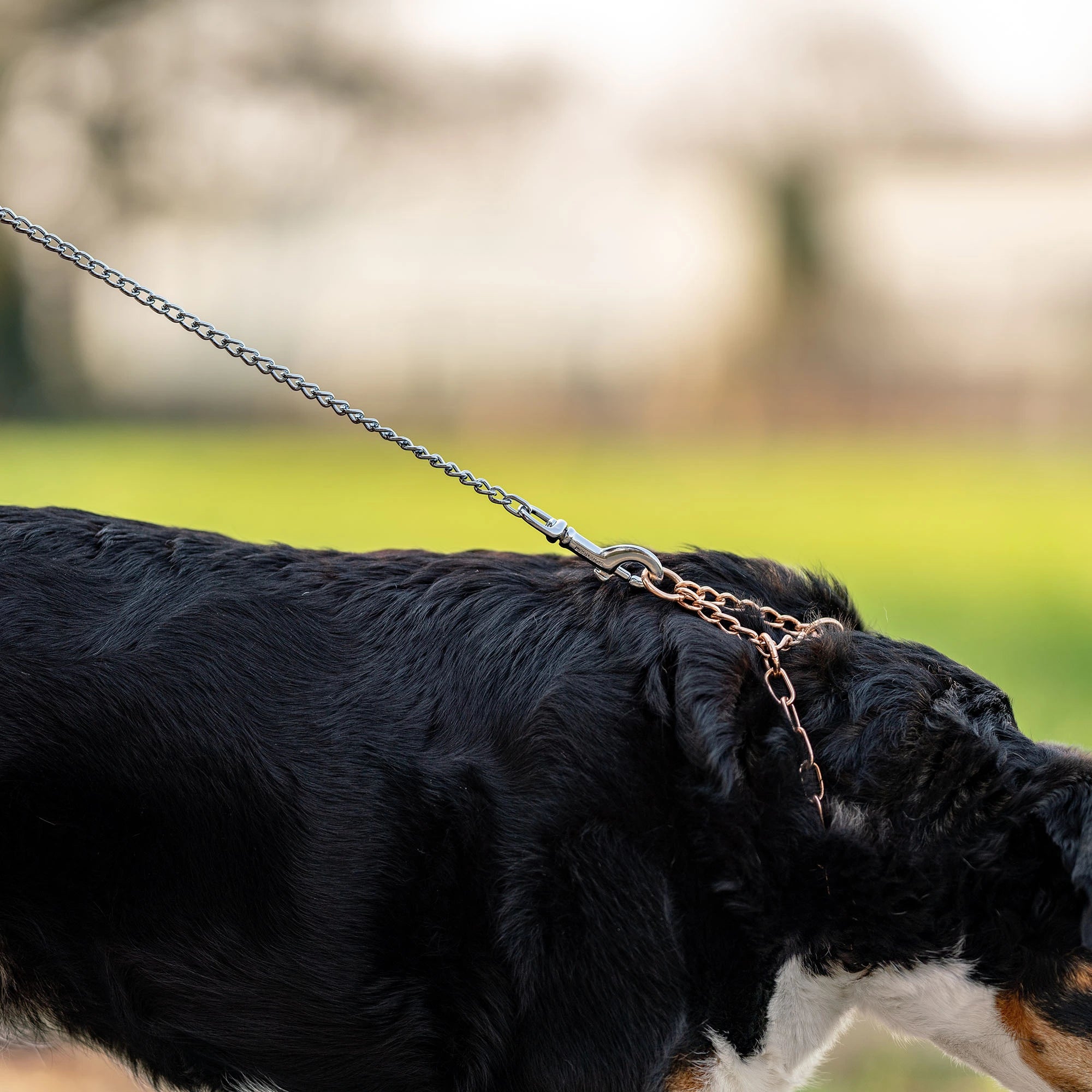 Führkette an Hund mit Curogan Dressurhalskette