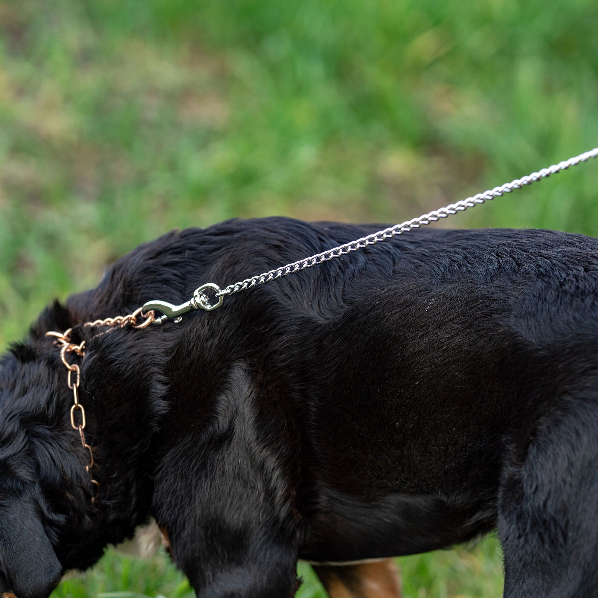 Führkette an Hund mit Curogan Dressurhalskette