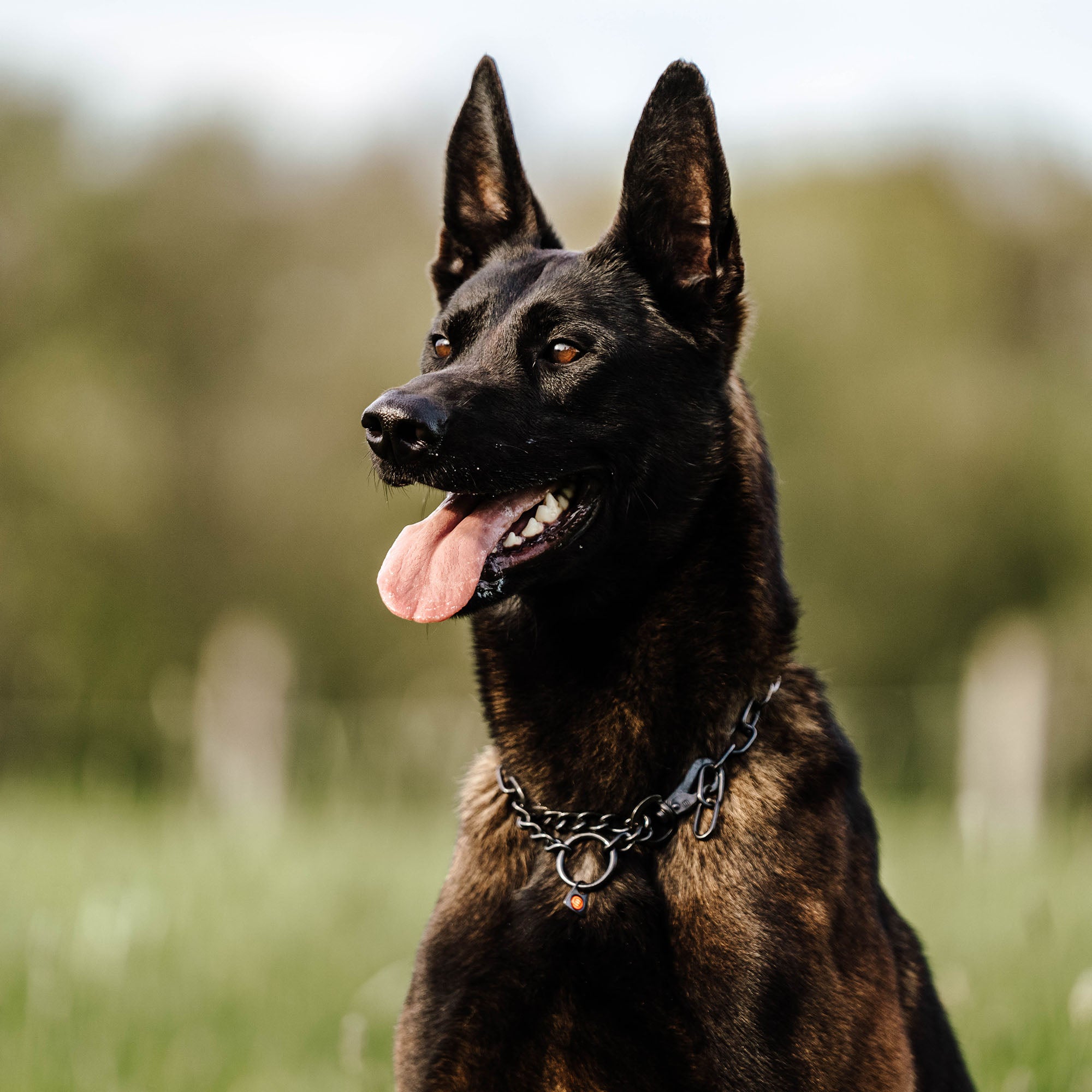 Hund mit verstellbaren Ketttenhalsband Edelstahl schwarz