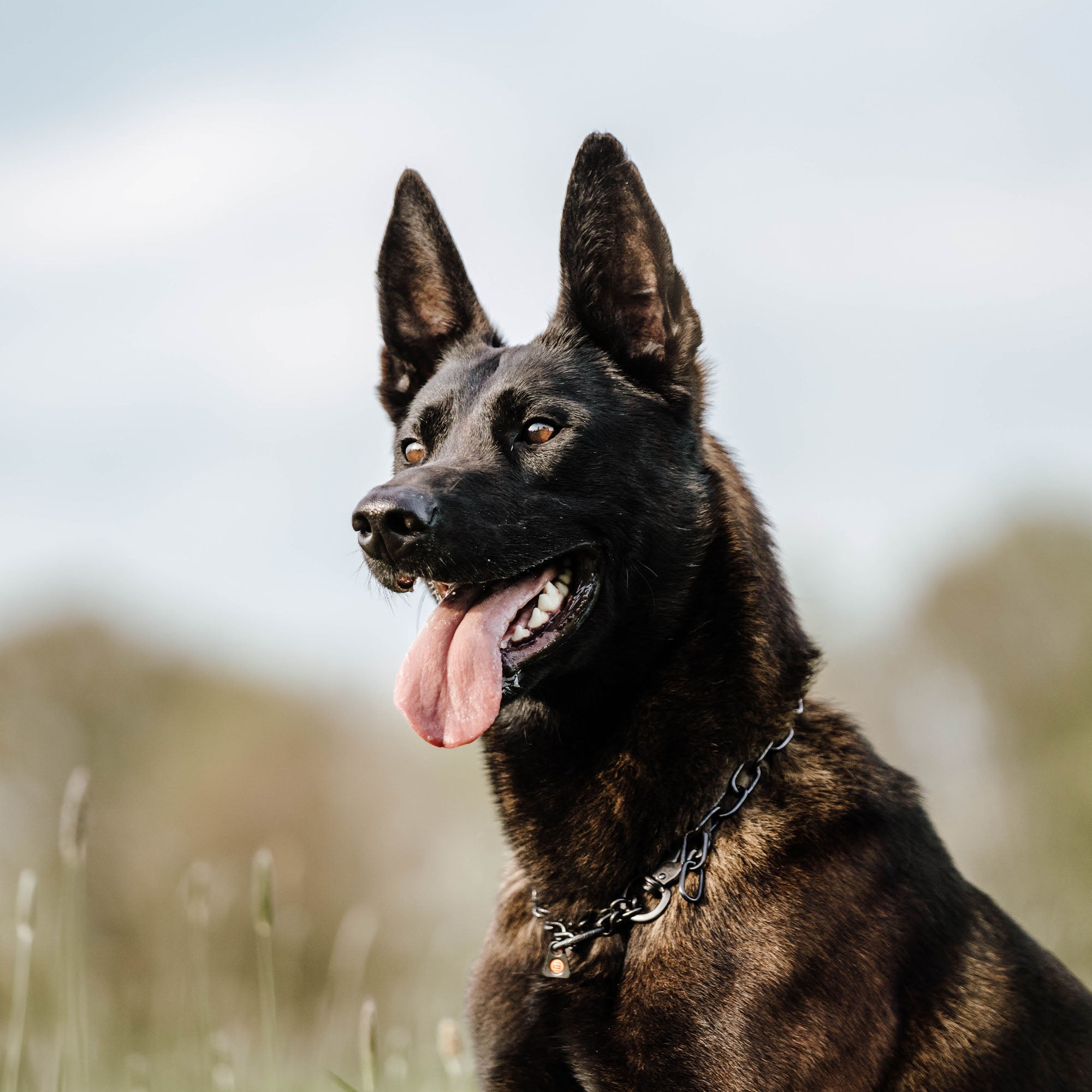 Hund mit Kettenhalsband Edelstahl schwarz