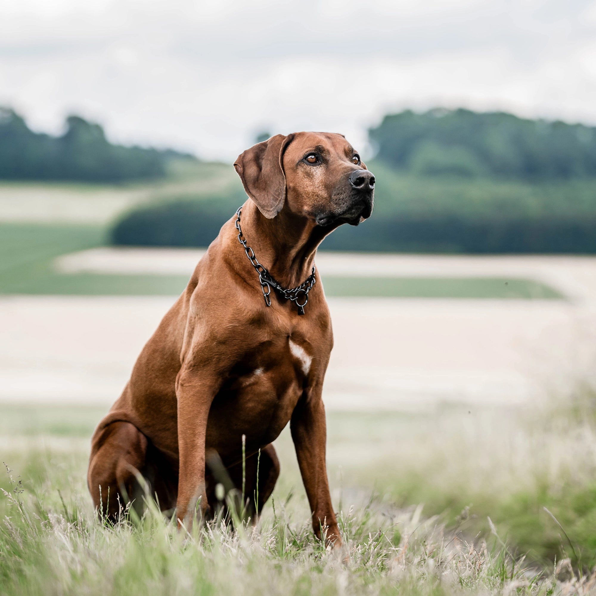 Hund mit Kettenhalsband Edelstahl schwarz auf der Wiese sitzend