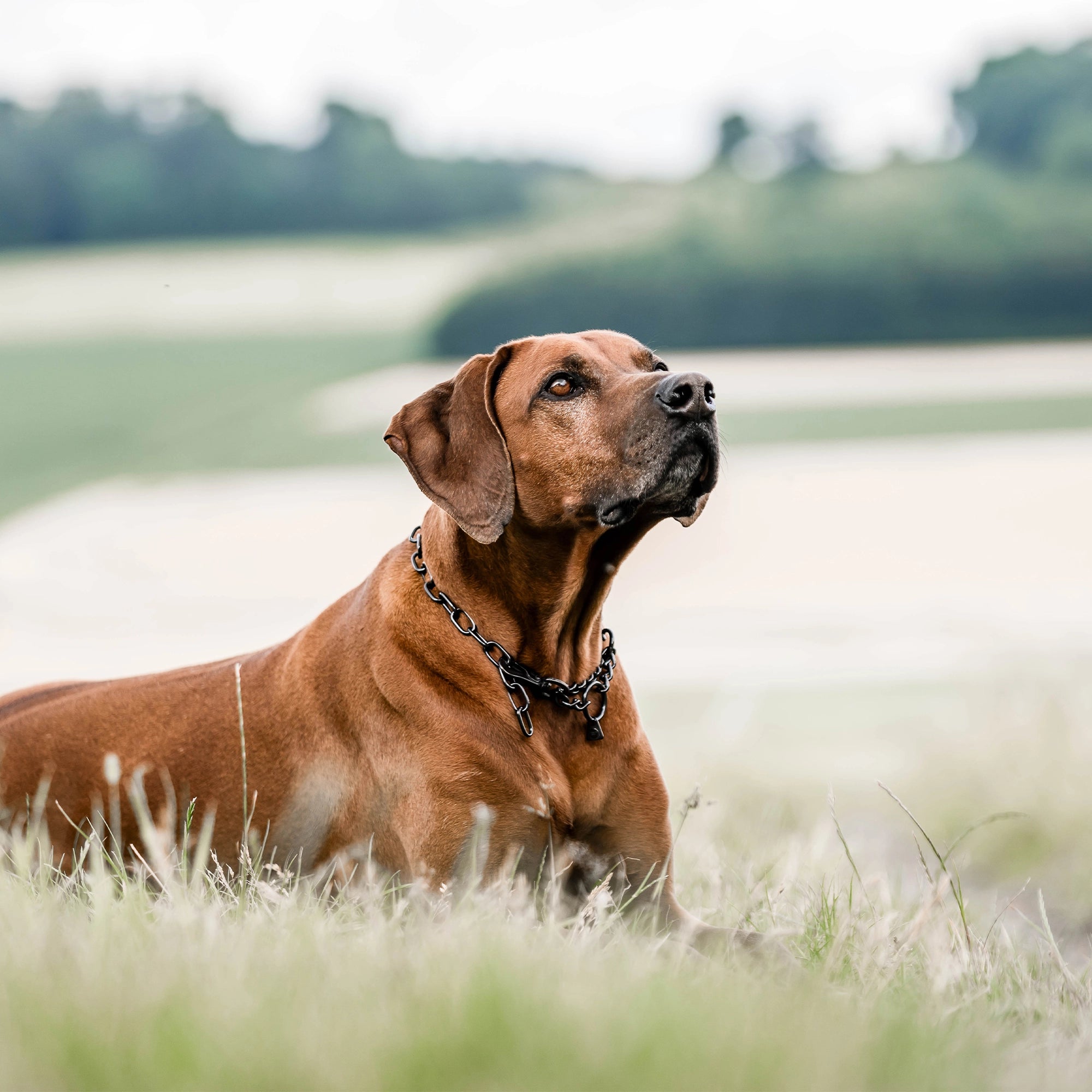 Hund mit Kettenhalsband Edelstahl schwarz auf der Wiese liegend