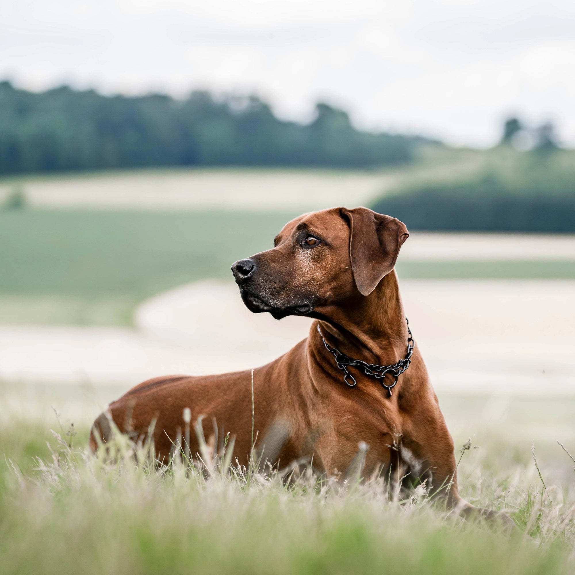 Hund mit Kettenhalsband Edelstahl schwarz auf der Wiese liegend
