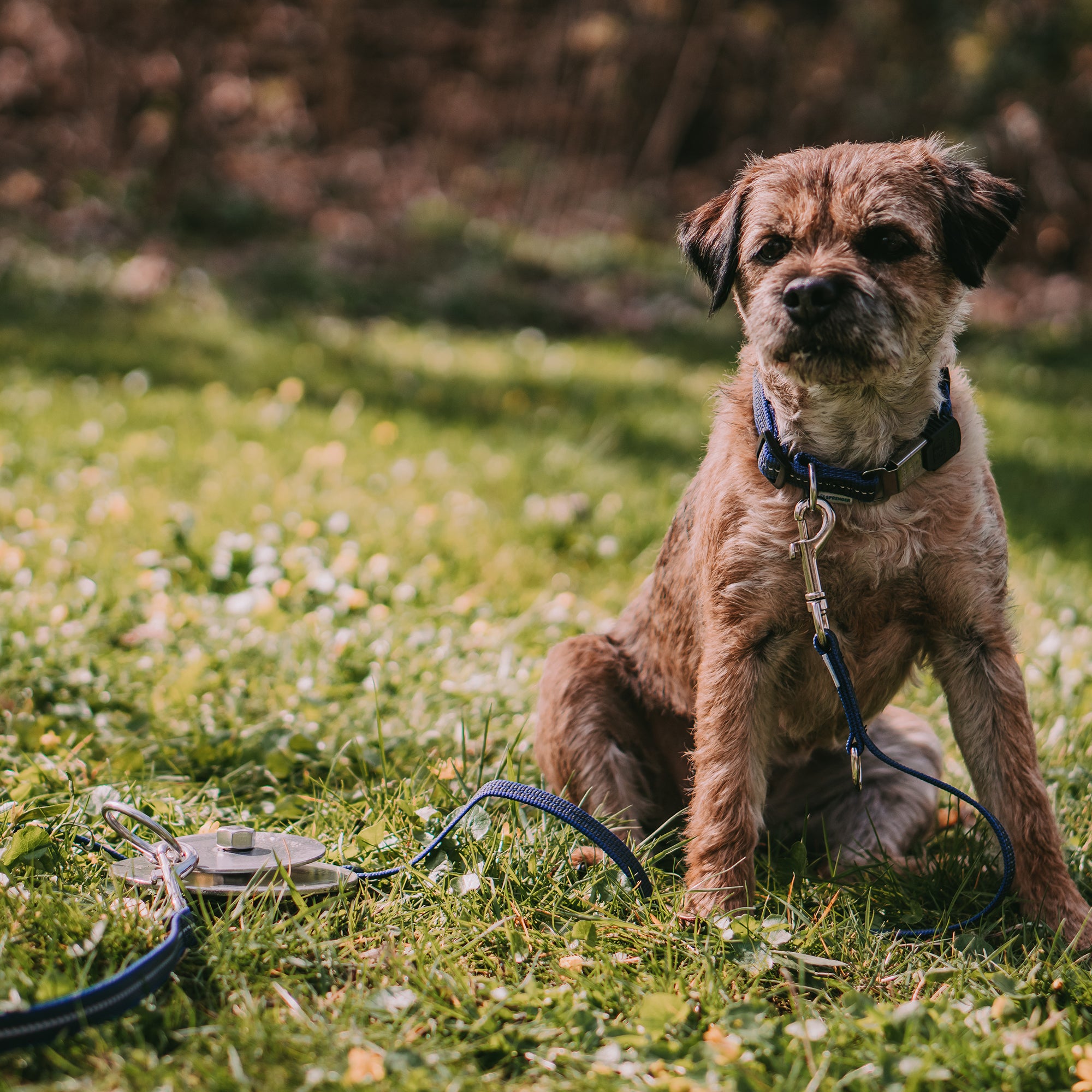 Hund mit blauen Halsband und blauer Leine an in der Wiese befestigten Anlegepflock
