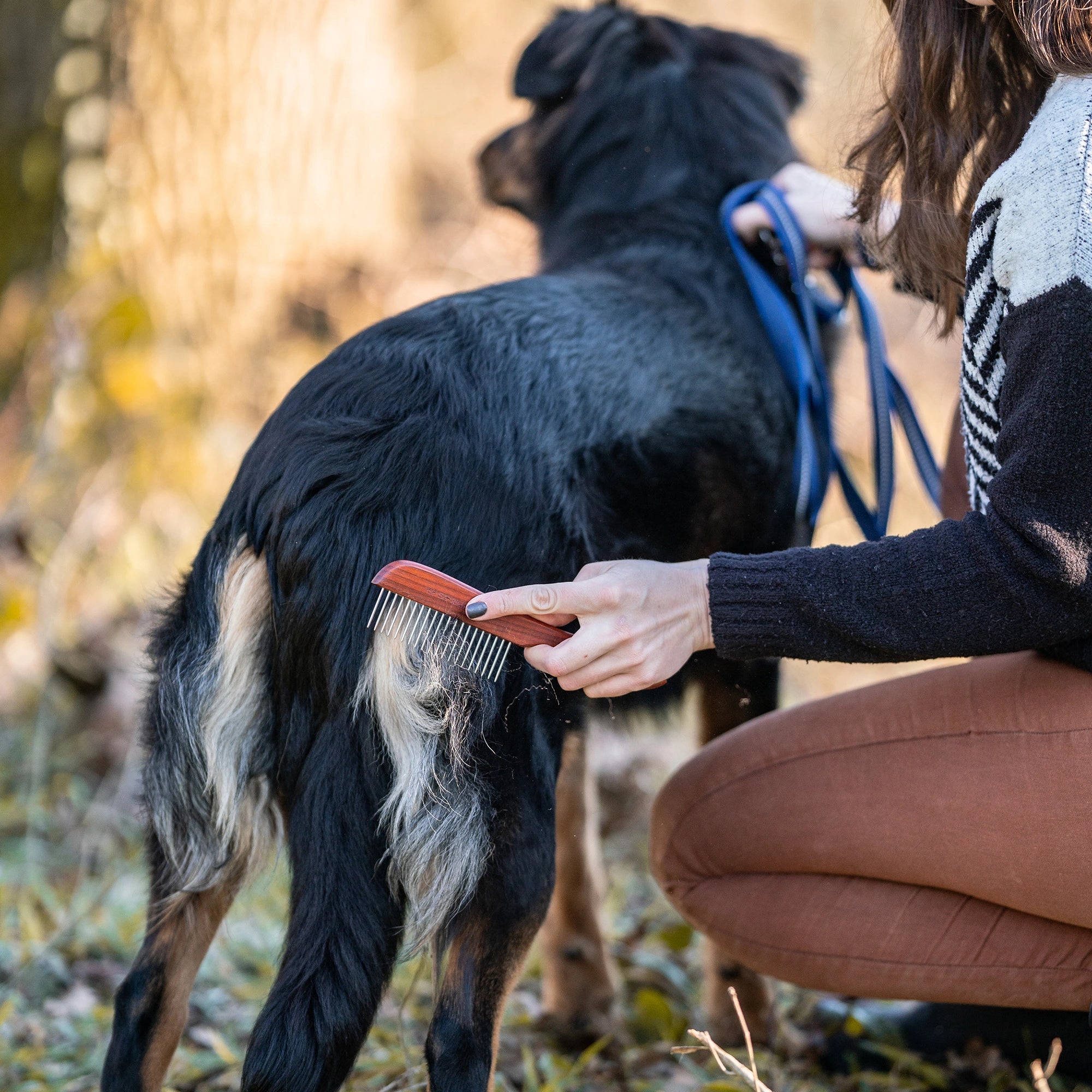 Hundekamm mit Stahlzinken am Hund