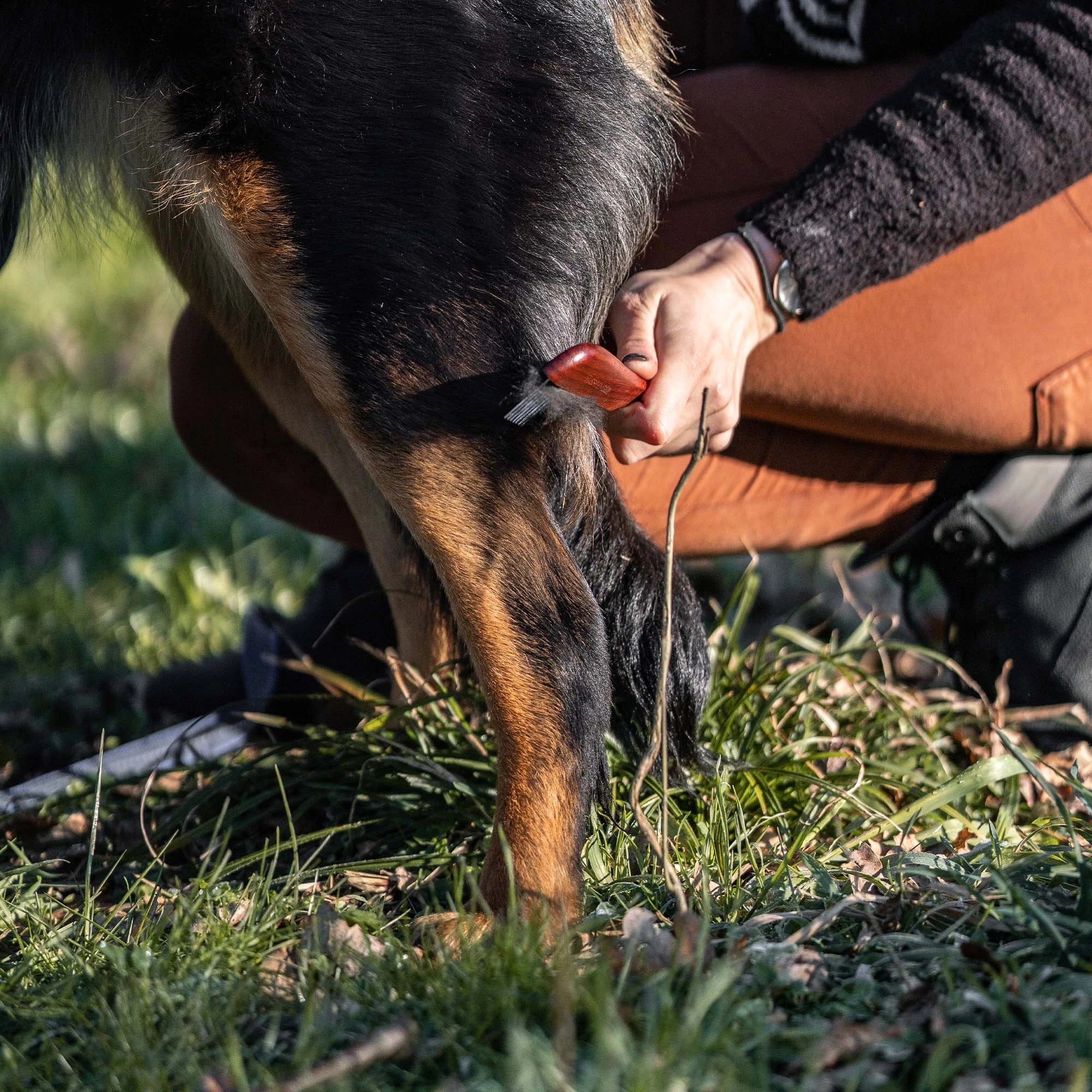 Hundekamm mit Stahlzinken entfernt Hundehaare am Hund