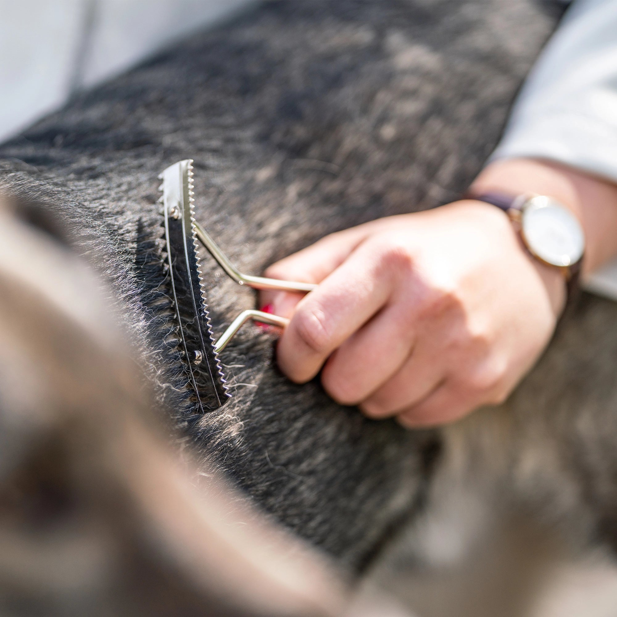 Hundekratzer Stahl vernickelt am Hundefell