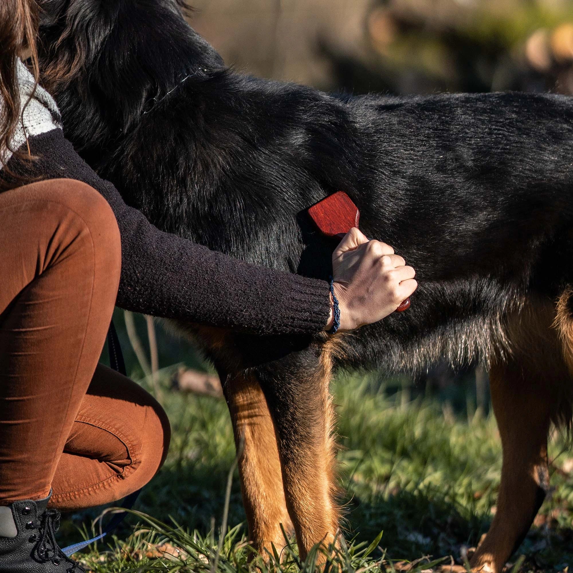2-reihiger Hundekamm mit Stahlzinken am Hund