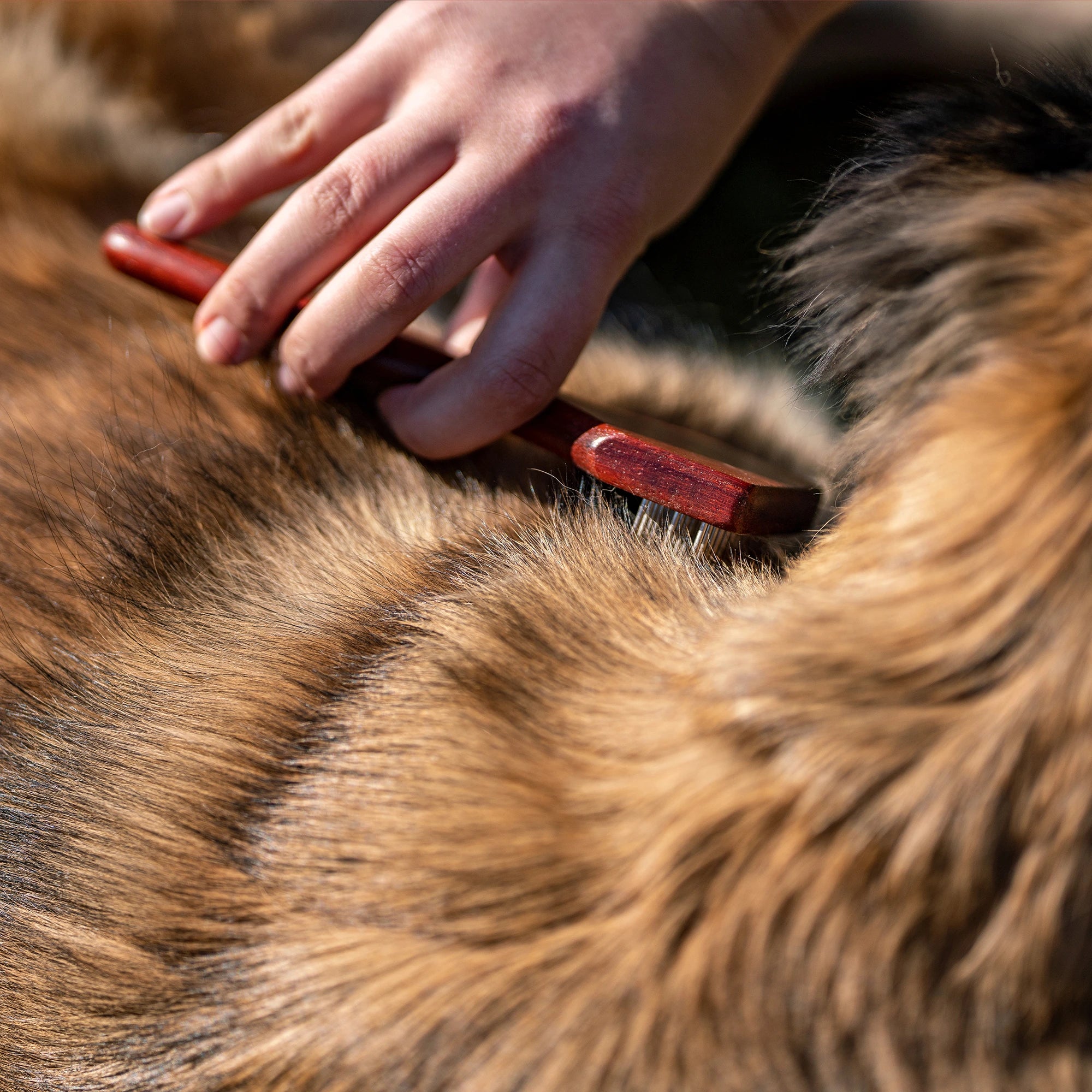 3-reihiger Hundekratzer mit Stahlzinken am Hundefell