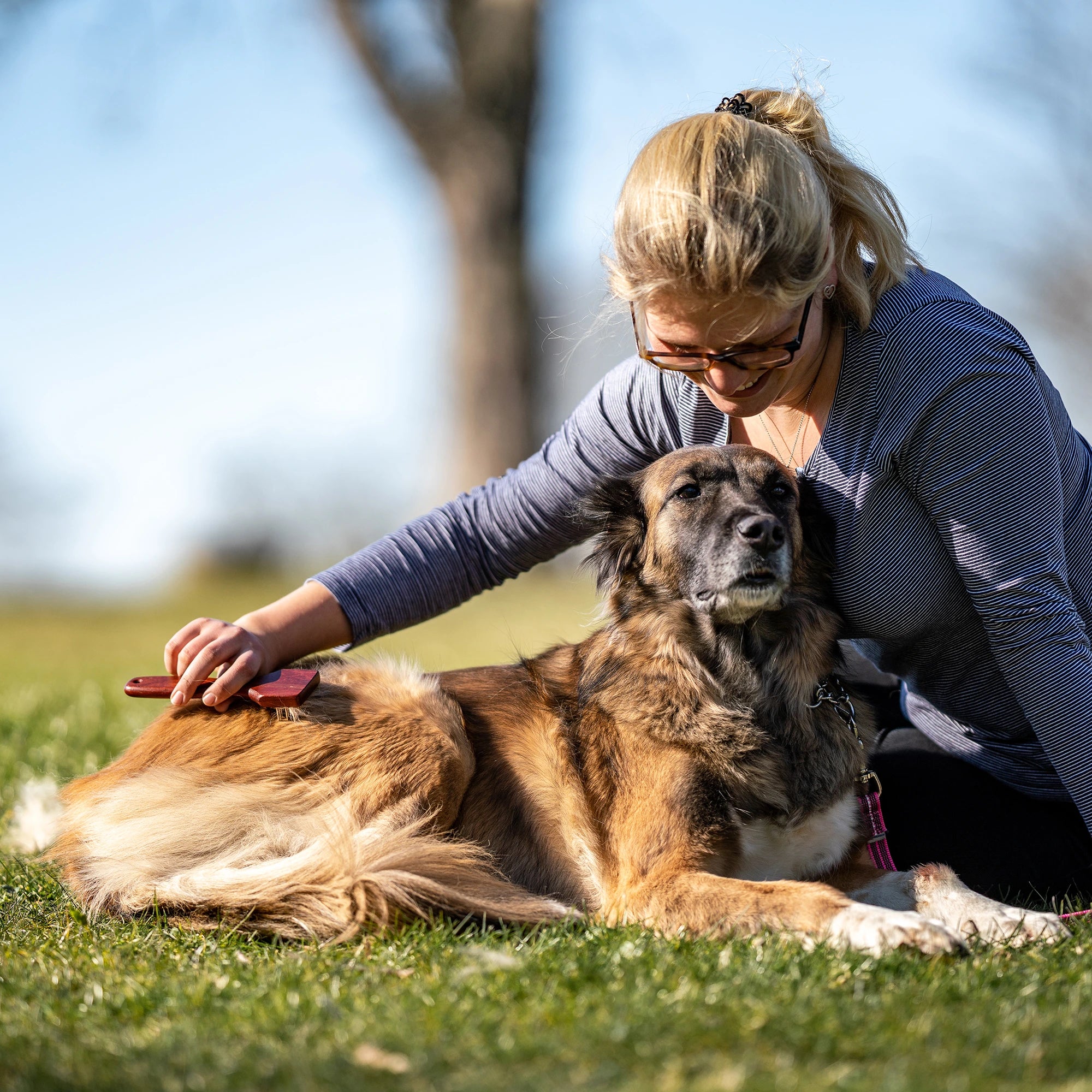 3-reihiger Hundekratzer mit Stahlzinken am Hund