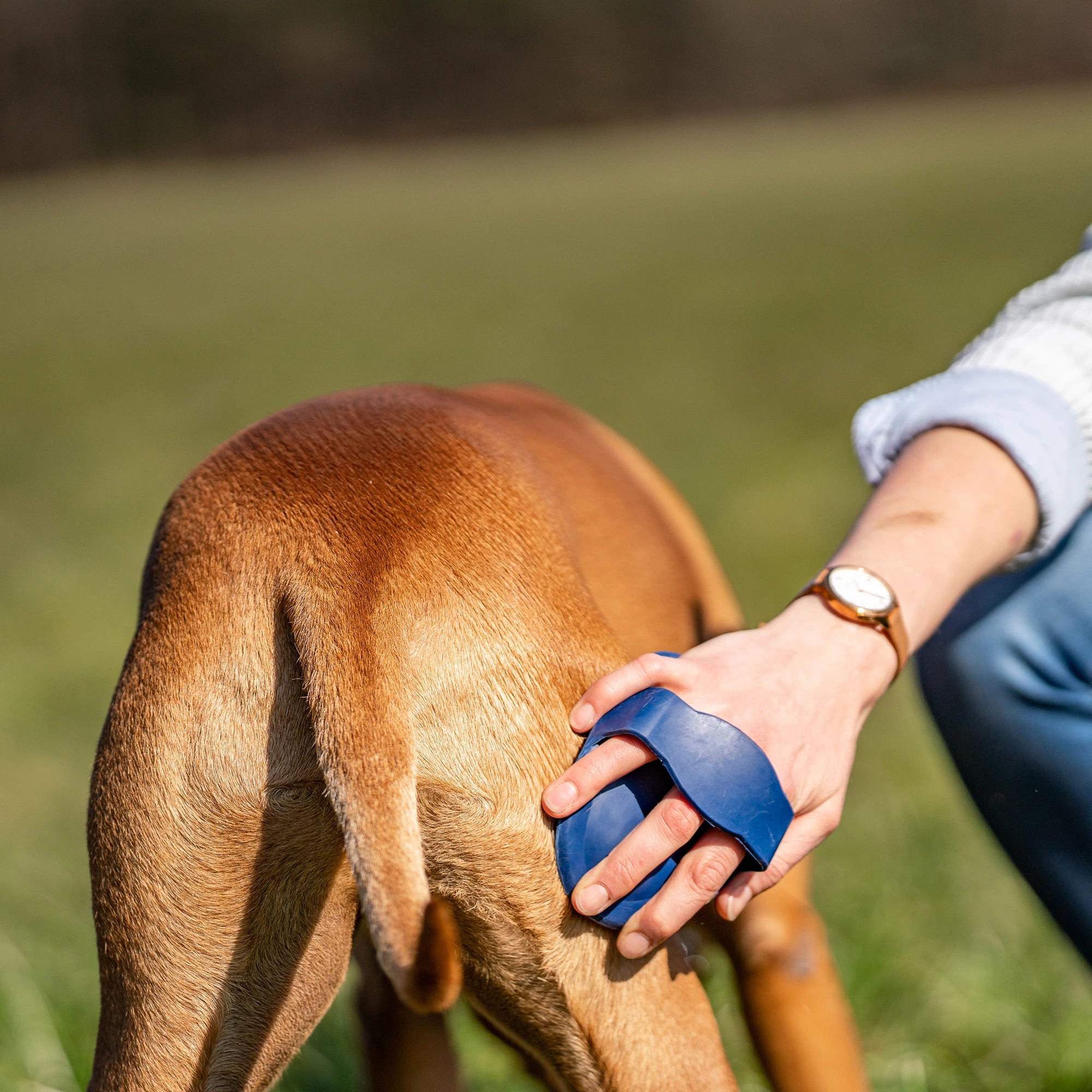 Striegel, oval aus Gummi, blau am Hund