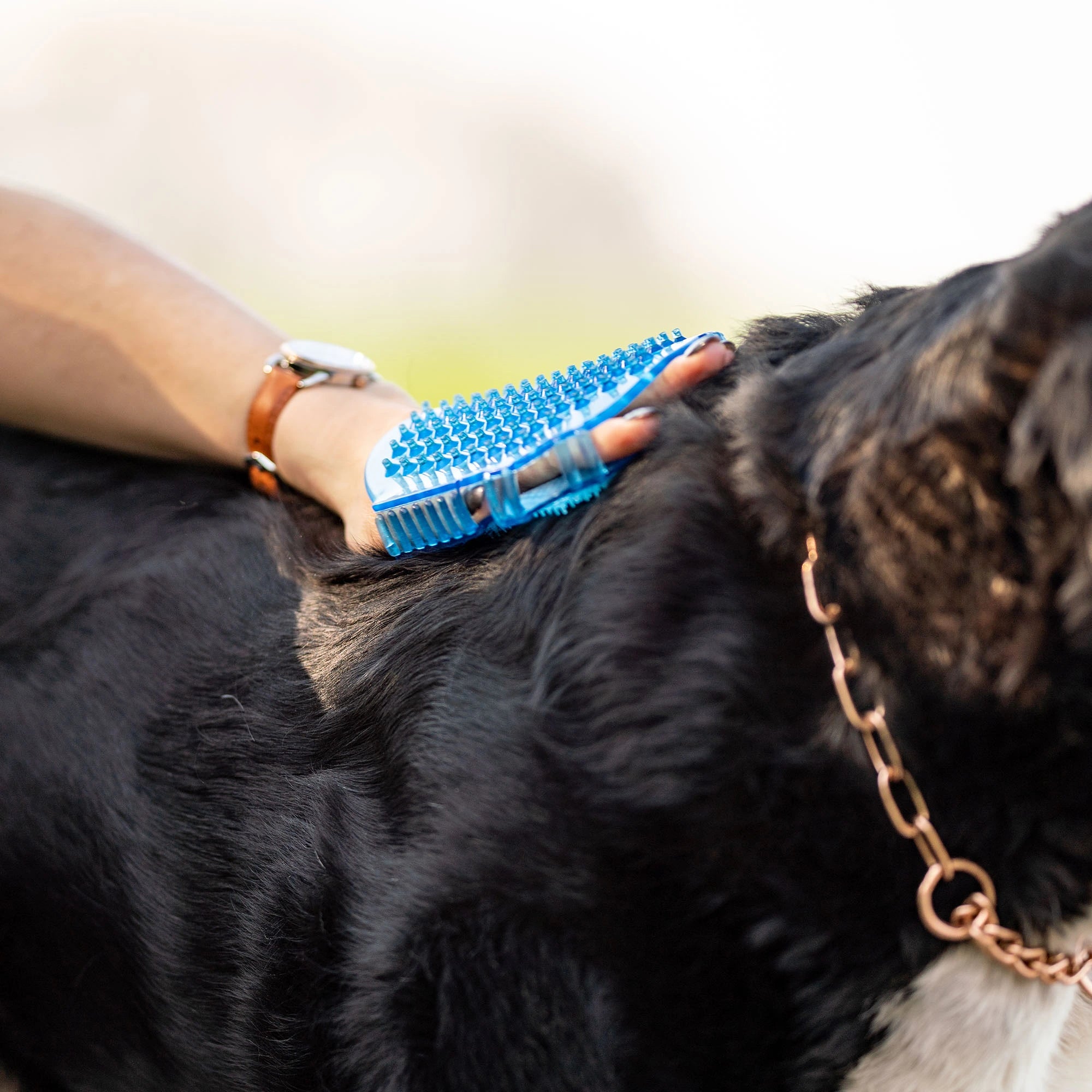 blauer Gel-Massagehandschuh aus Kunststoff am Hund