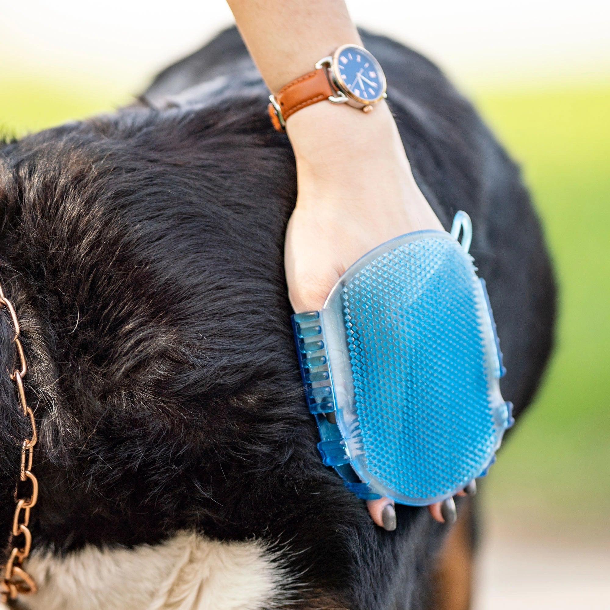 Gel-Massagehandschuh aus Kunststoff blau am Hund