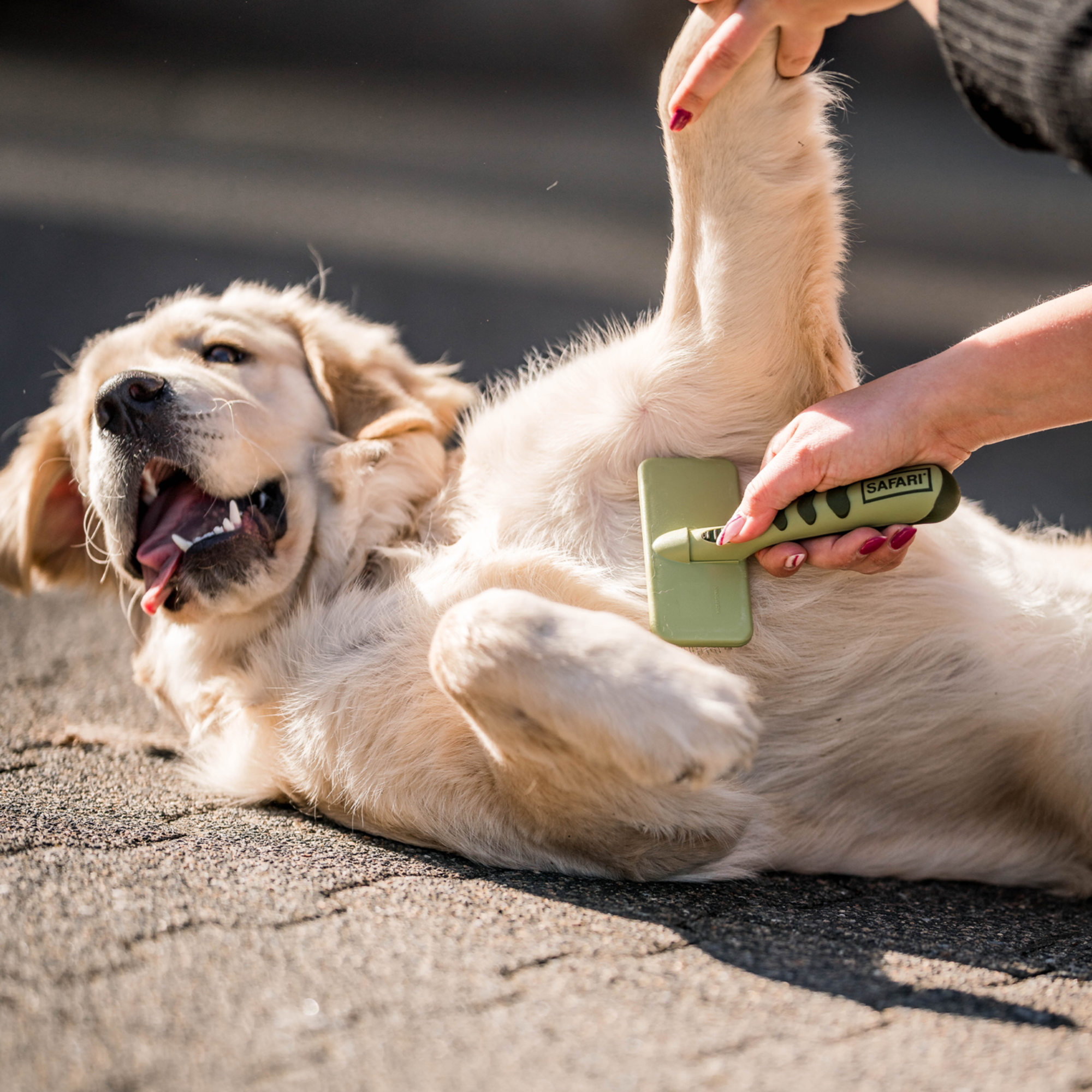 Safari® Hunde Soft Entwirrbürste | 5790000373_2.png
