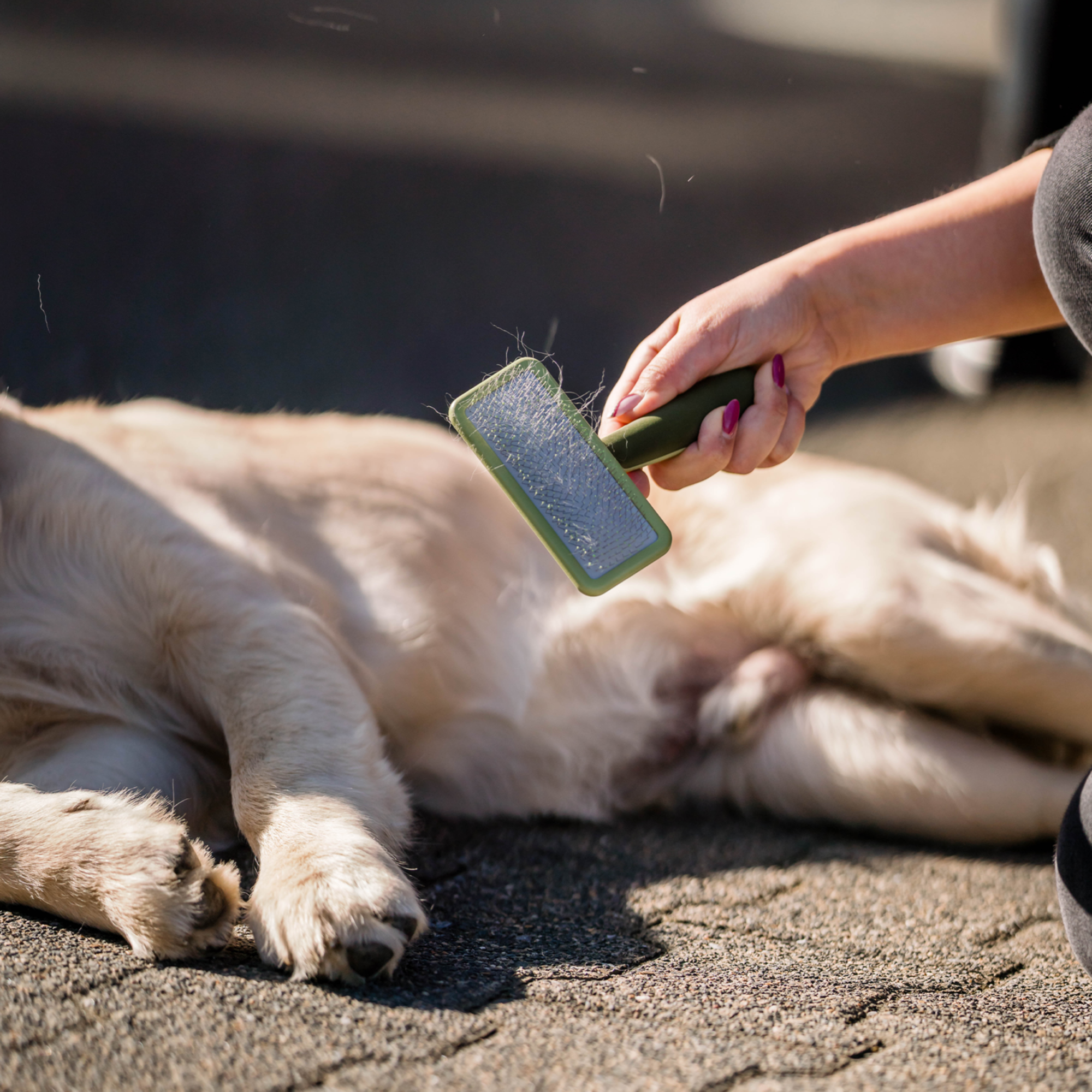Safari® Hunde Soft Entwirrbürste | 5790000373_3.png