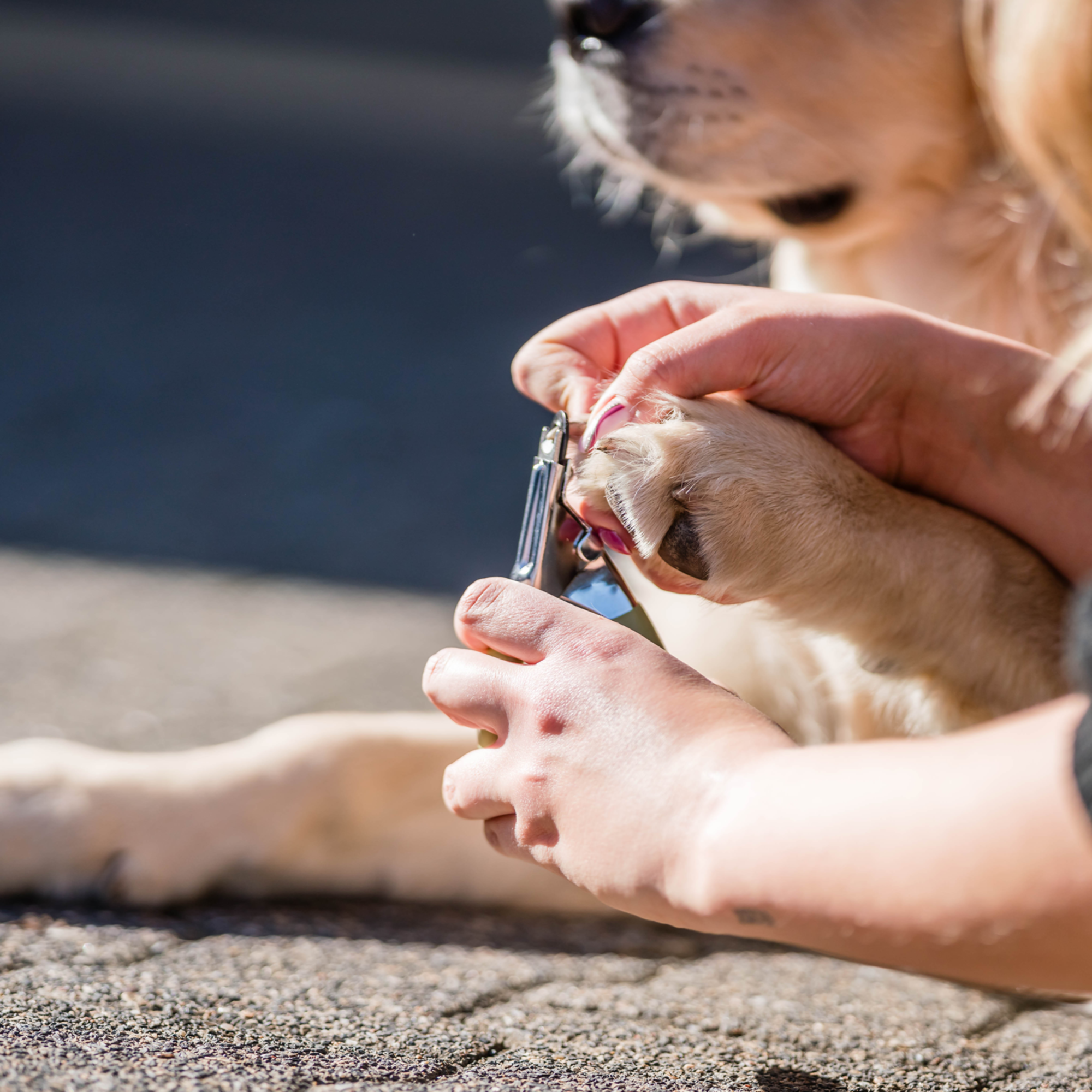 Safari® Hunde Krallenzange Guillotine | 5790000773_2.png