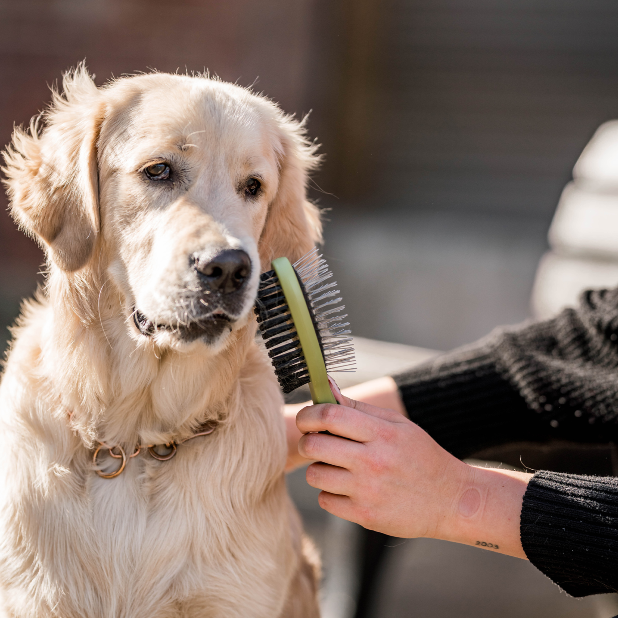 Safari® Hunde Entfilzungskamm | 5790001273_5.png